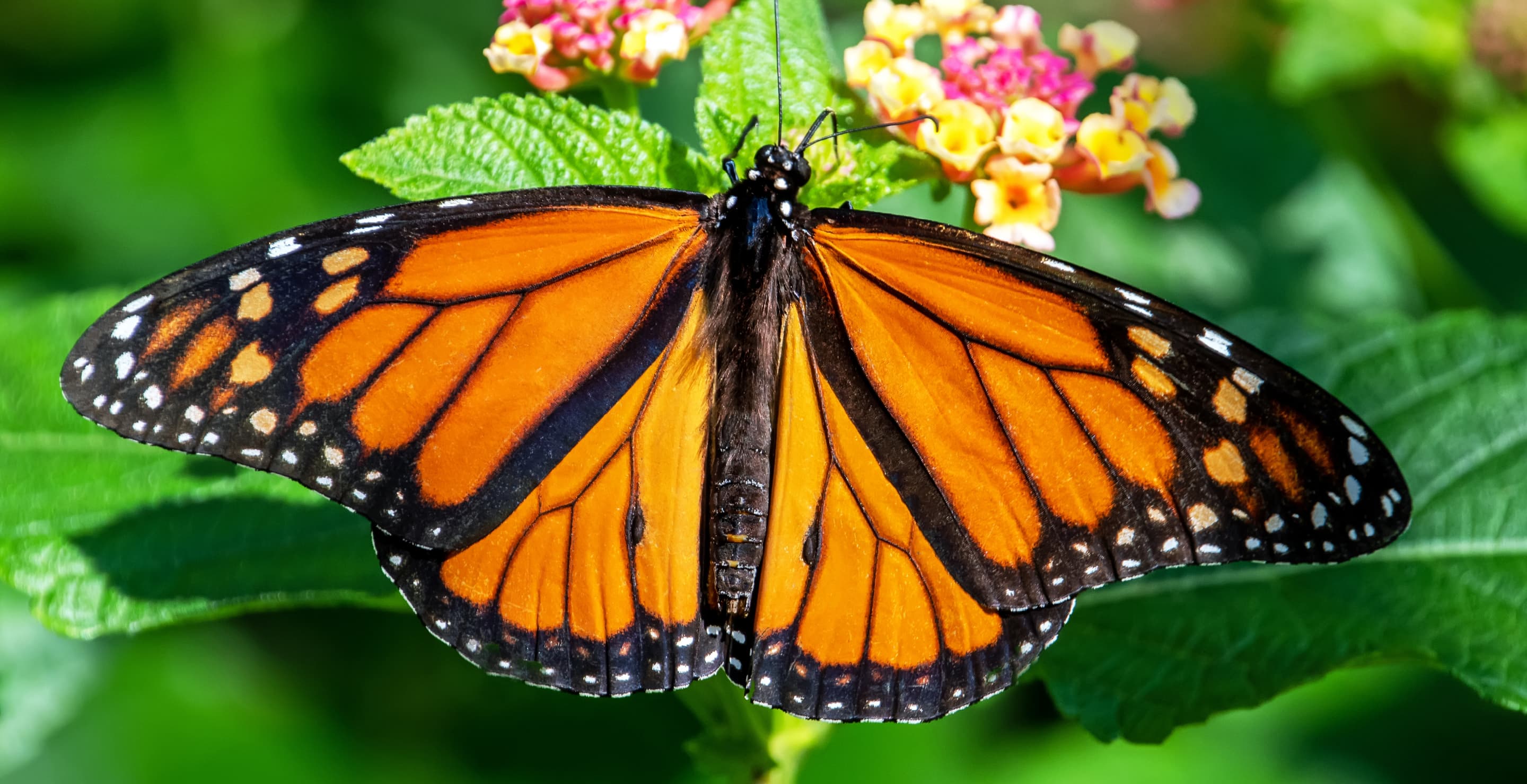 Monarch Butterfly