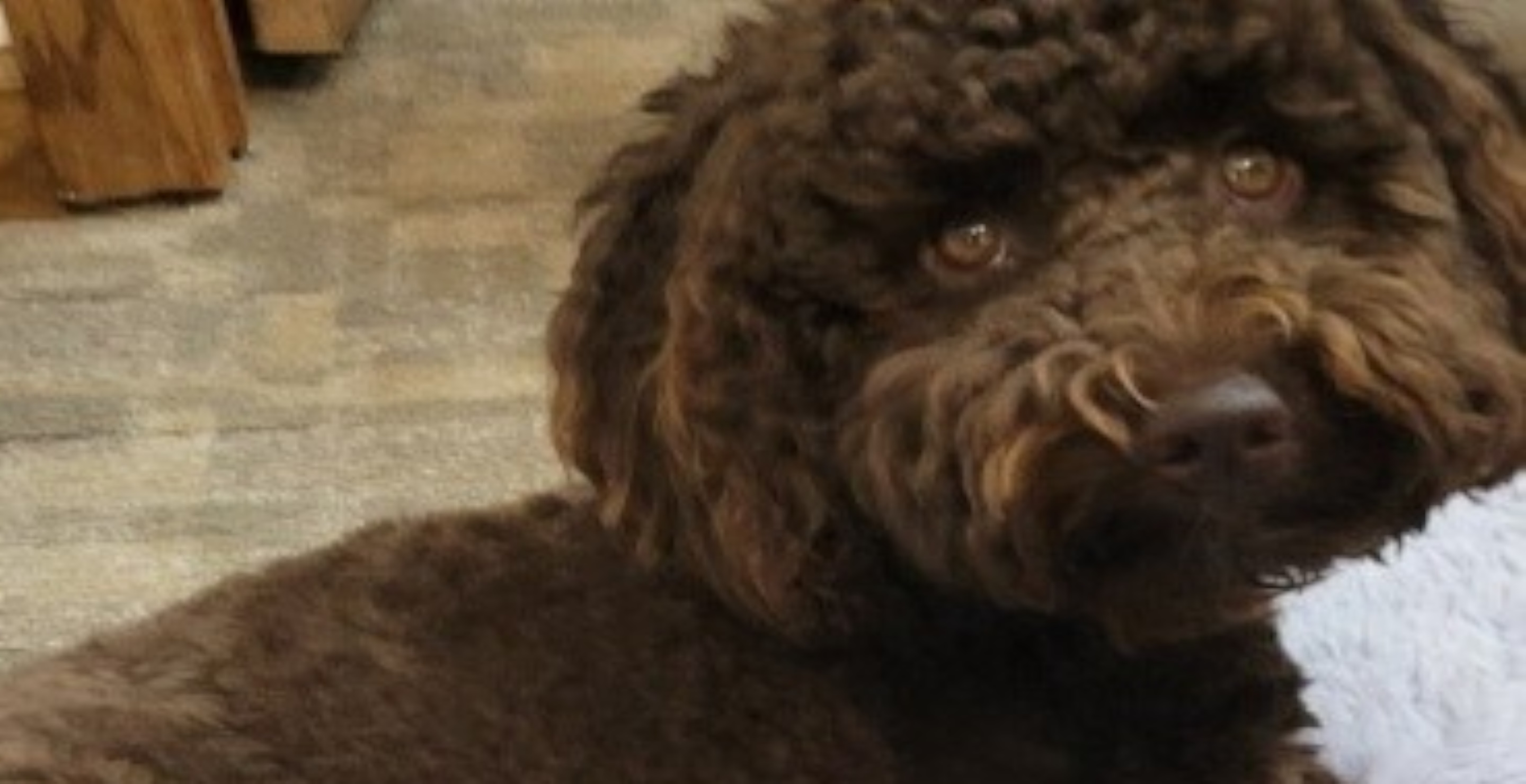 Man Mixes Up Pet Medicine With Ambien And Poisons Dog