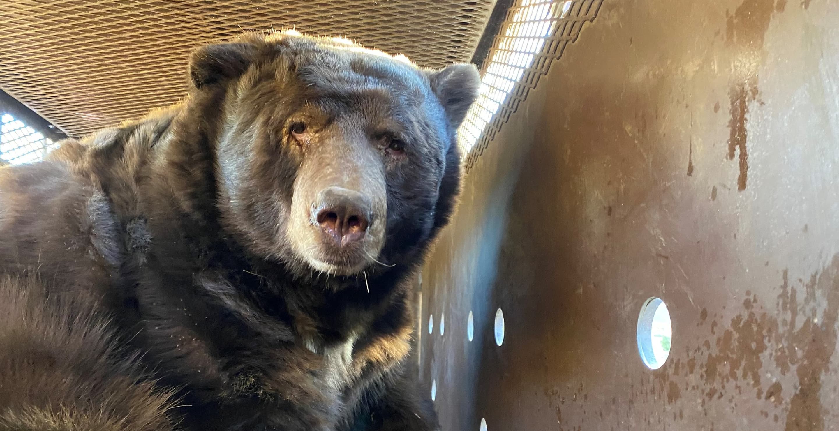 Oso Negro