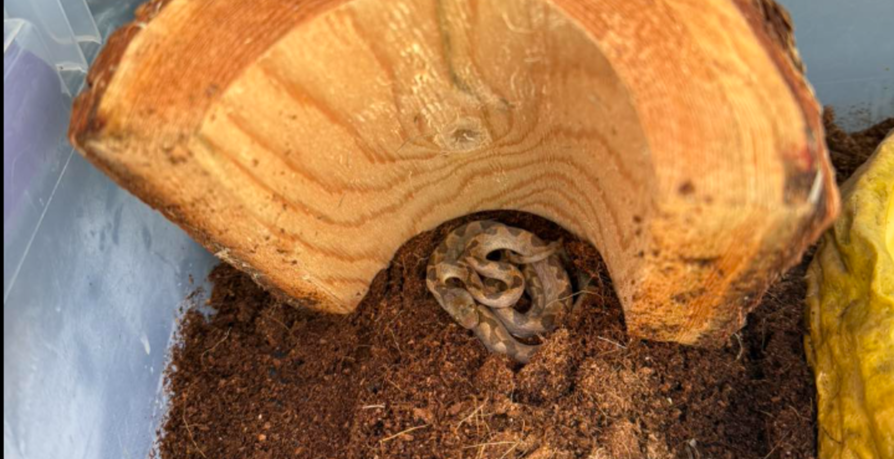 Shopper Shocked To Find Deadly Venomous Snake In Bananas In New Hampshire