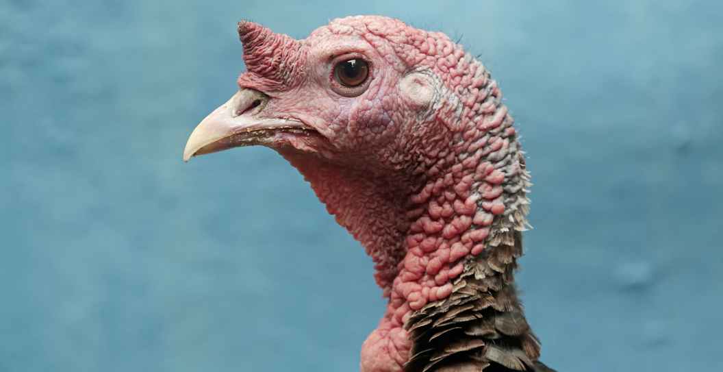 Turkey