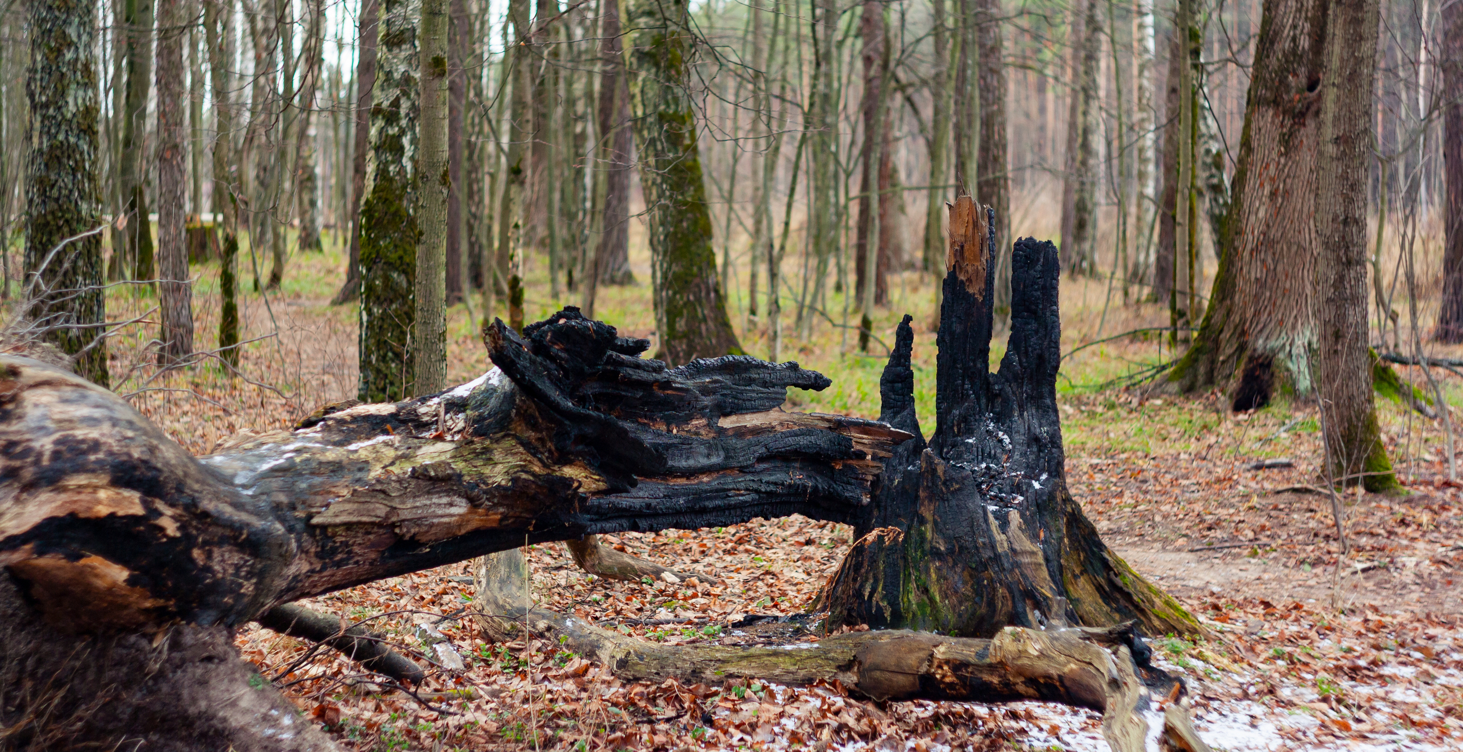 Woman Dies Days Before Birthday After Lightning Strikes Tree And Causes It To Fall On her
