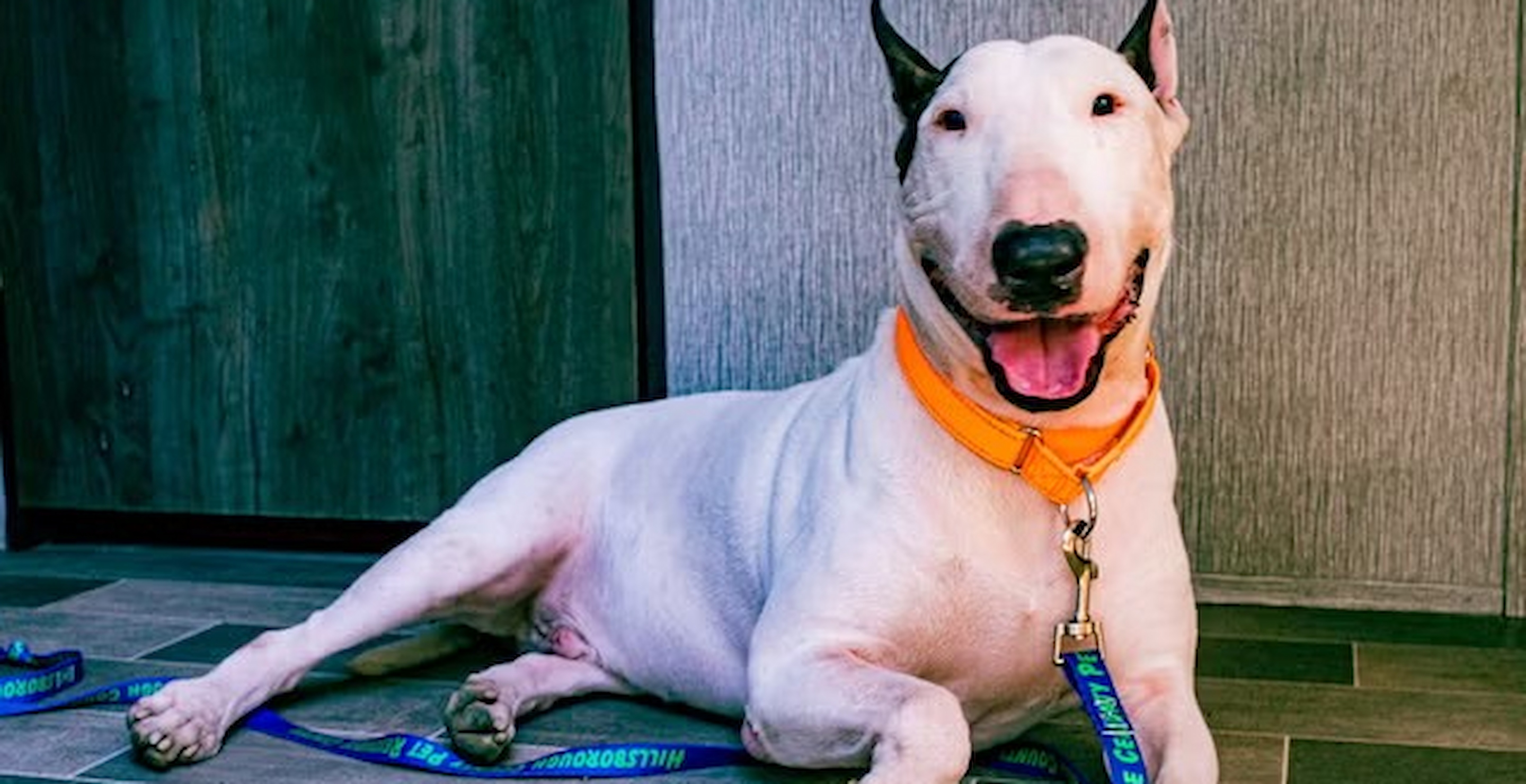 Florida Rescue Dog Beats Cancer After Left For Dead During Hurricane Milton