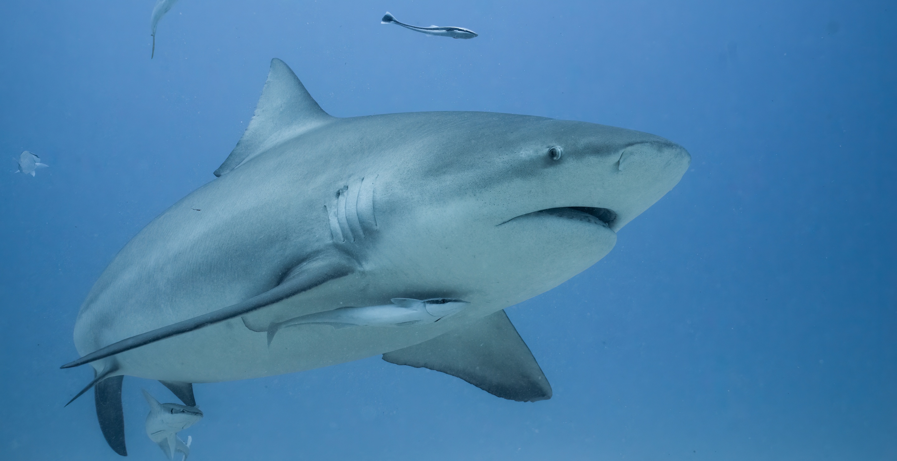 Tourist’s Hands Bitten Off By Shark After Trying To "Engage" It For A Photo