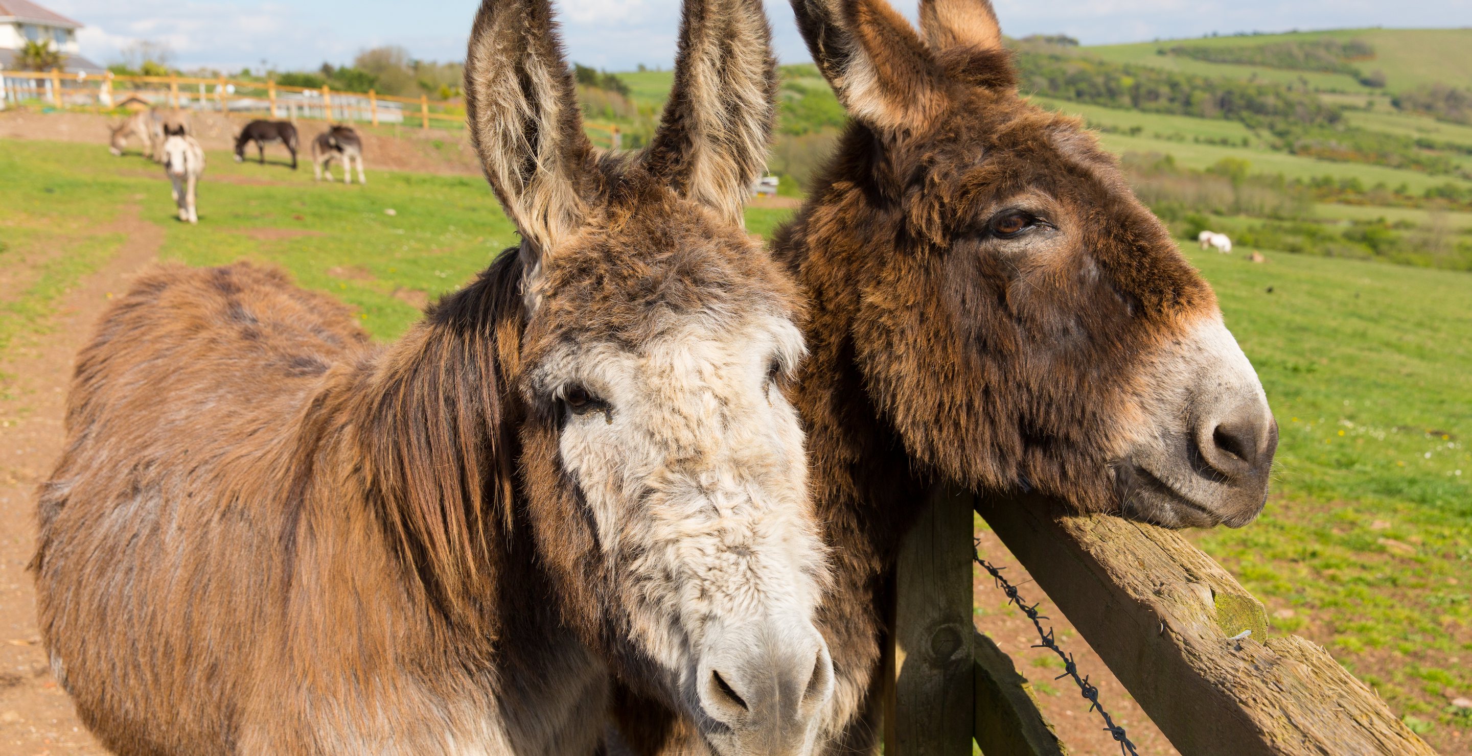 University Is Holding A 'Shrek' Inspired Class On Donkeys