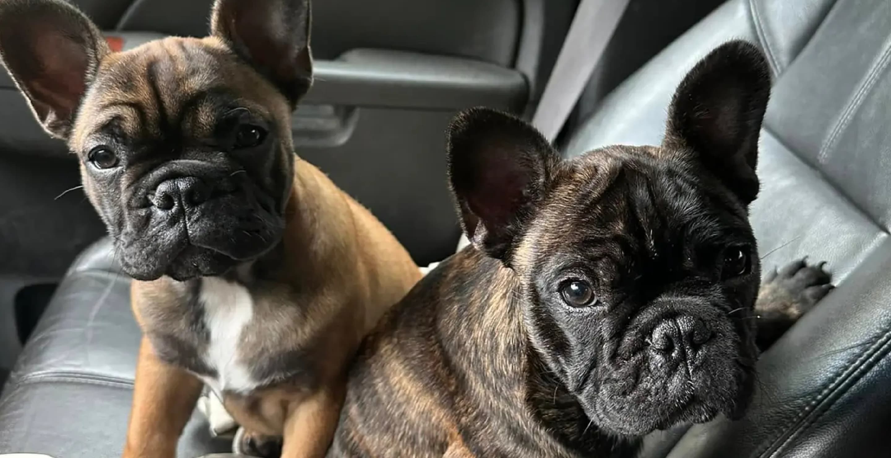 Bulldogs Yoda and Whiskey