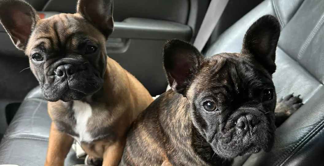 Bulldogs Yoda and Whiskey