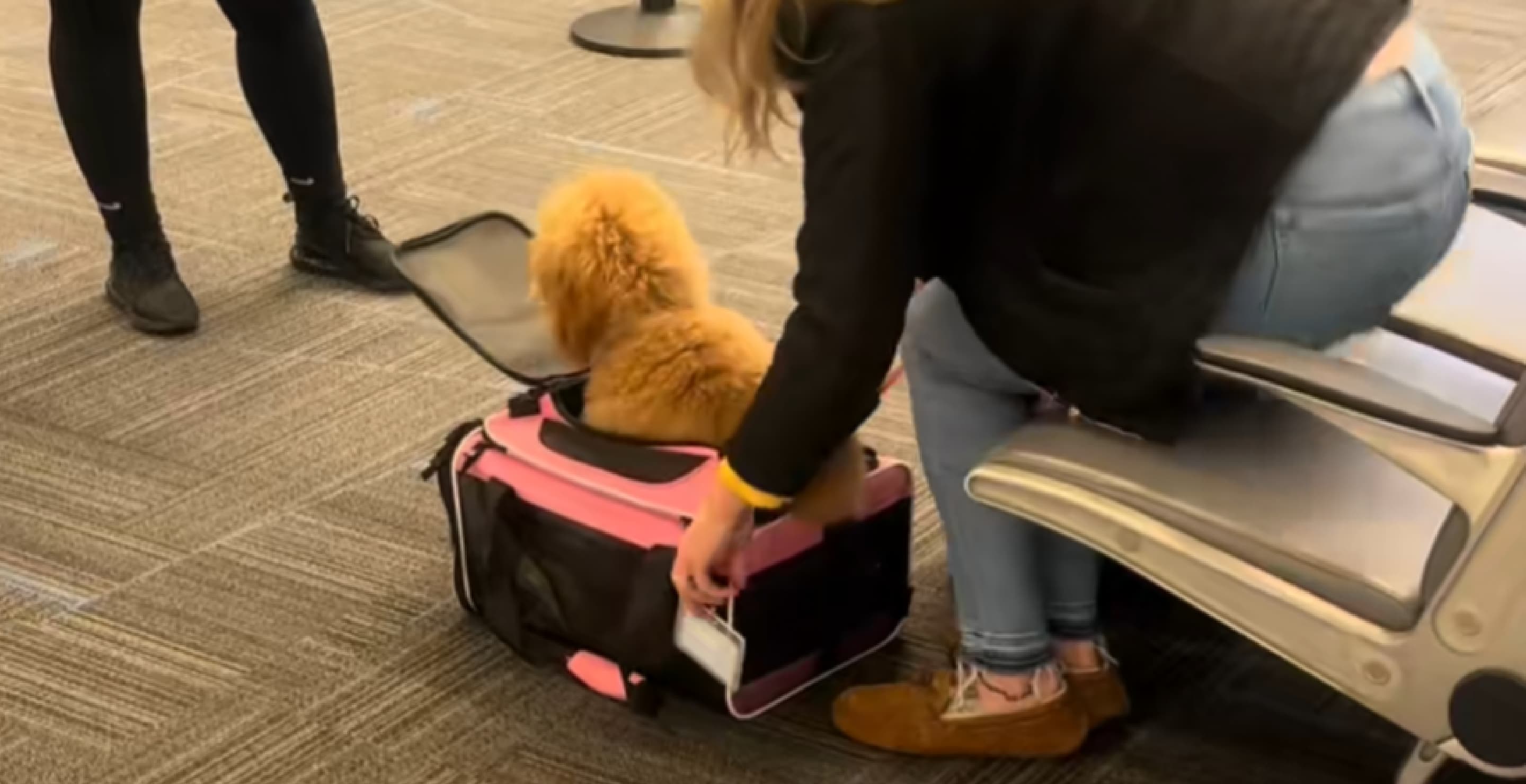 Dog Small Carrier