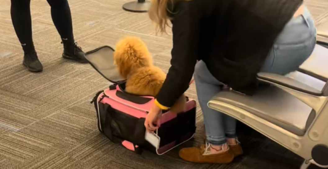 Dog Small Carrier