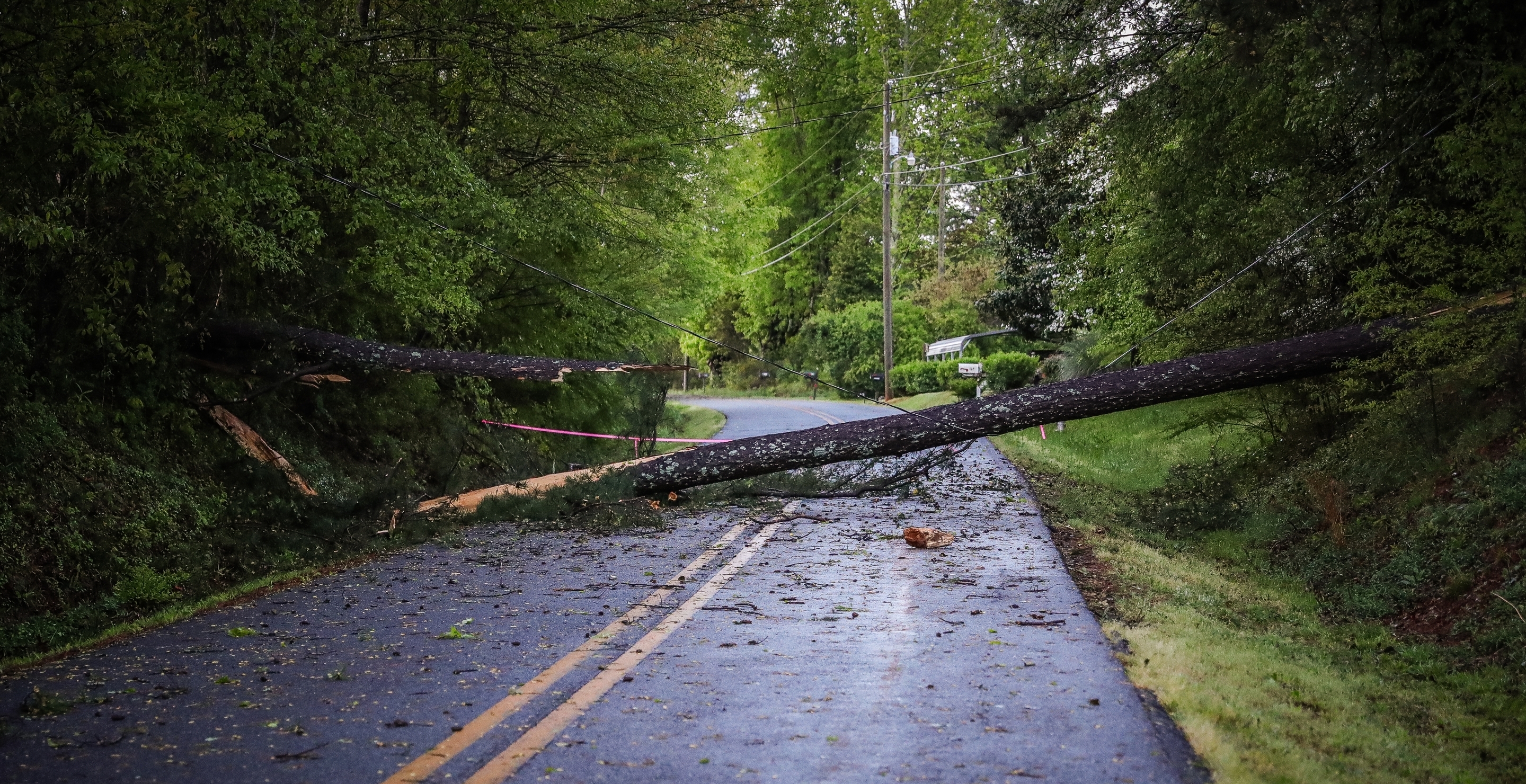 Massive Tree Inches From Falling Onto And Squashing Family Of Three