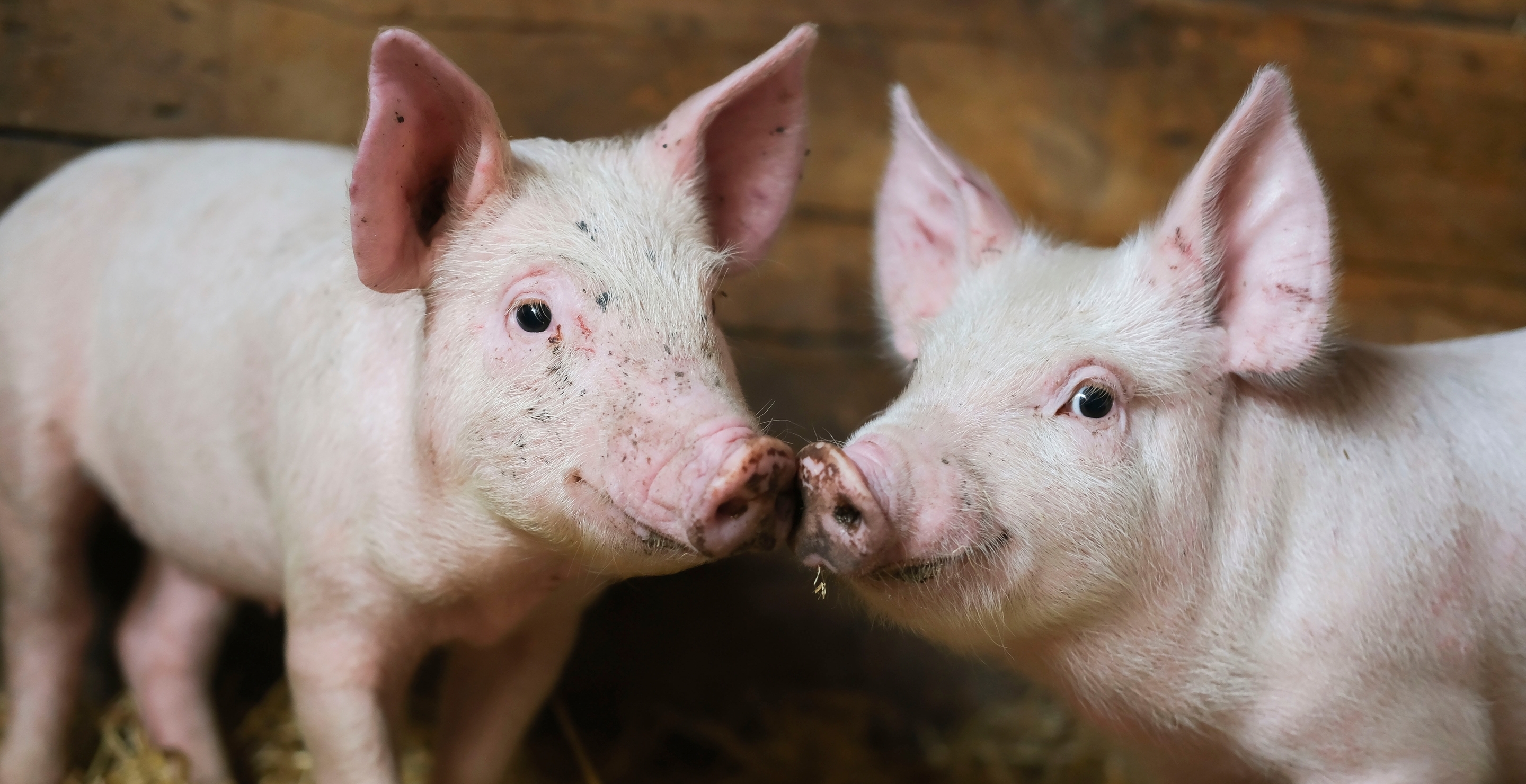 World's First Pig To Human Liver Transplant Carried Out