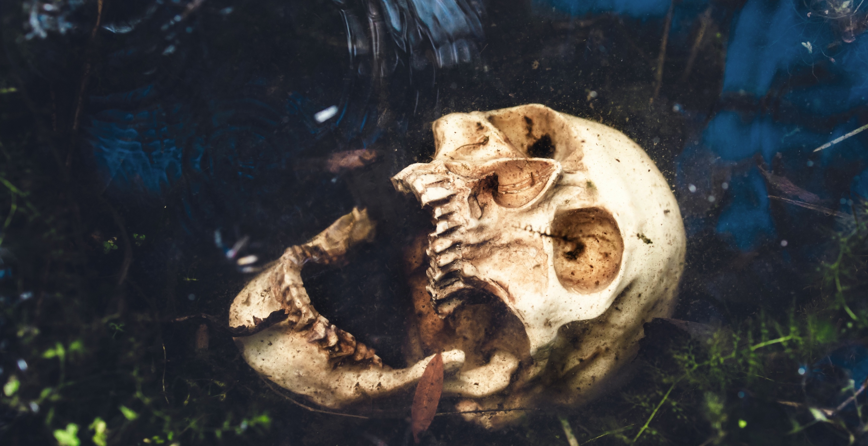 Fisherman Discovers Human Skull In Pond