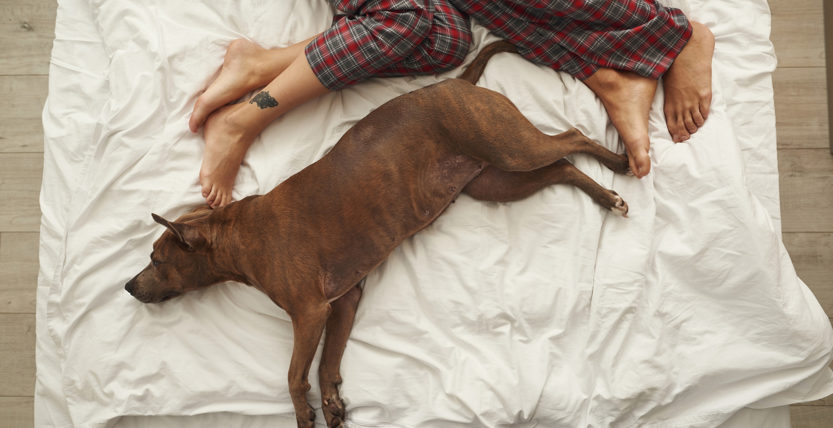 Tennessee Man Claims That His Dog Accidentally Shot Him While He Was In Bed