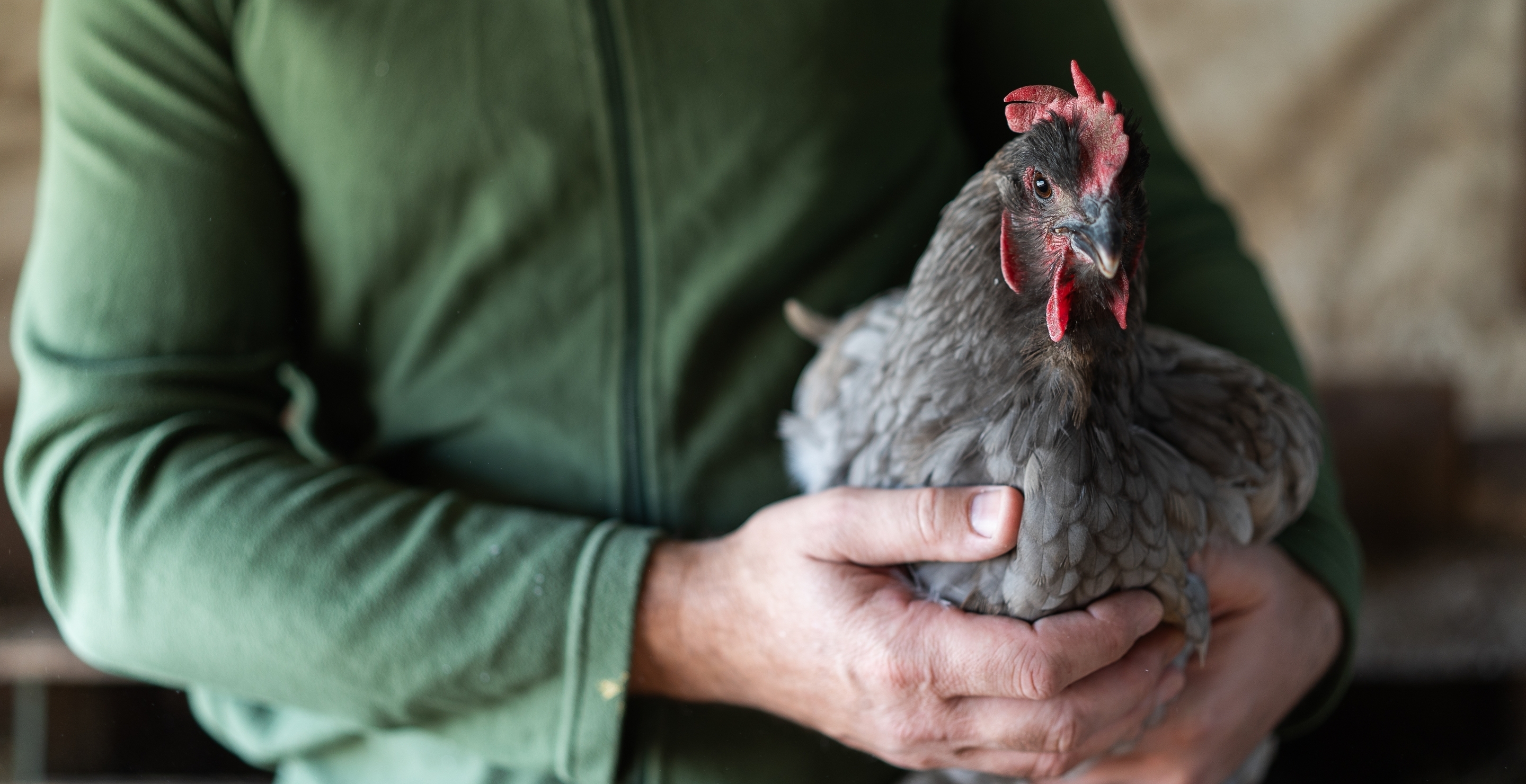 Beloved Chicken Abducted Amid Couple's Messy Split