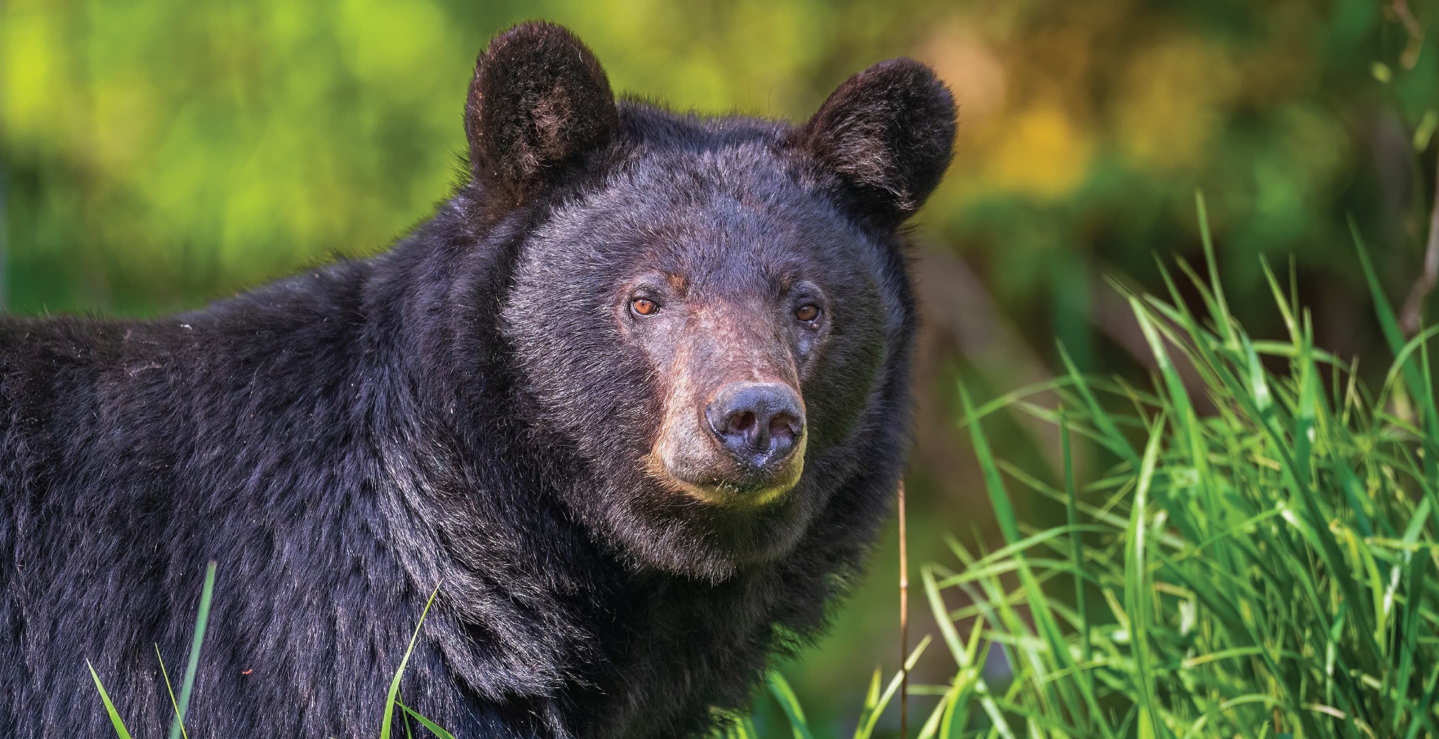 Black Bear