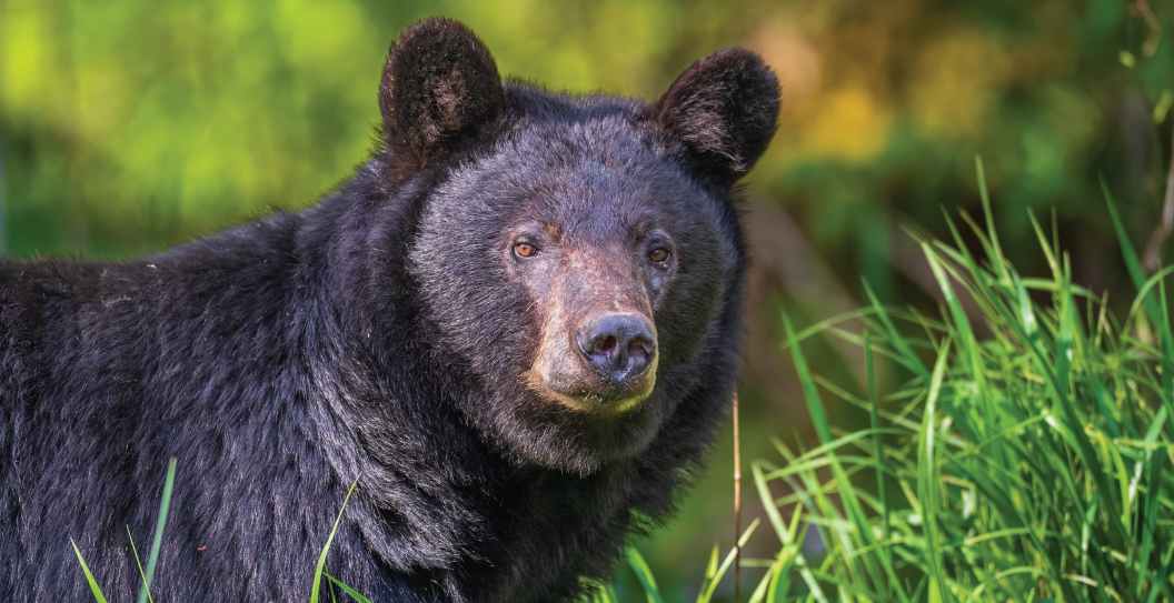 Black Bear