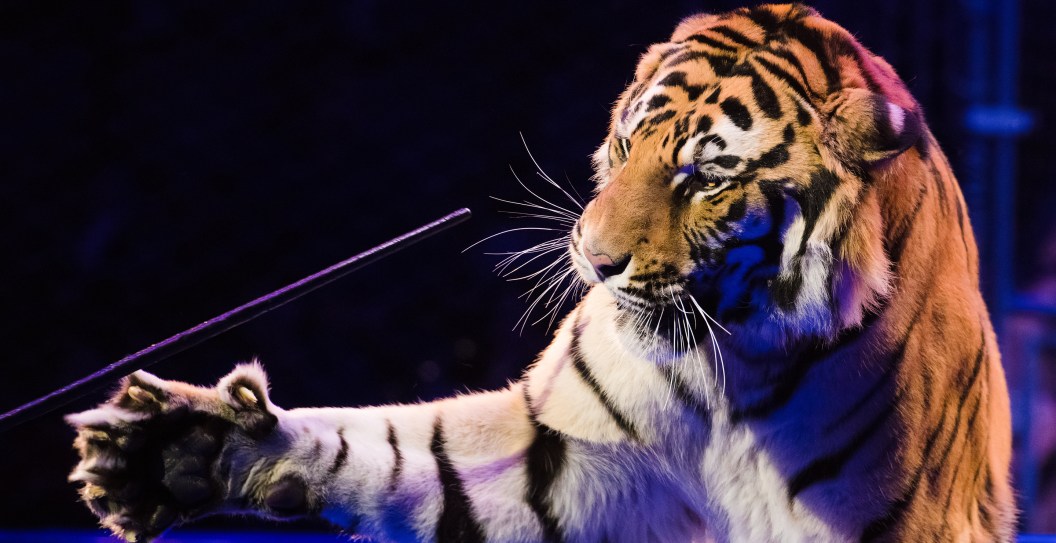 Circus Performer's Arm Amputated After Getting Attacked By Tiger