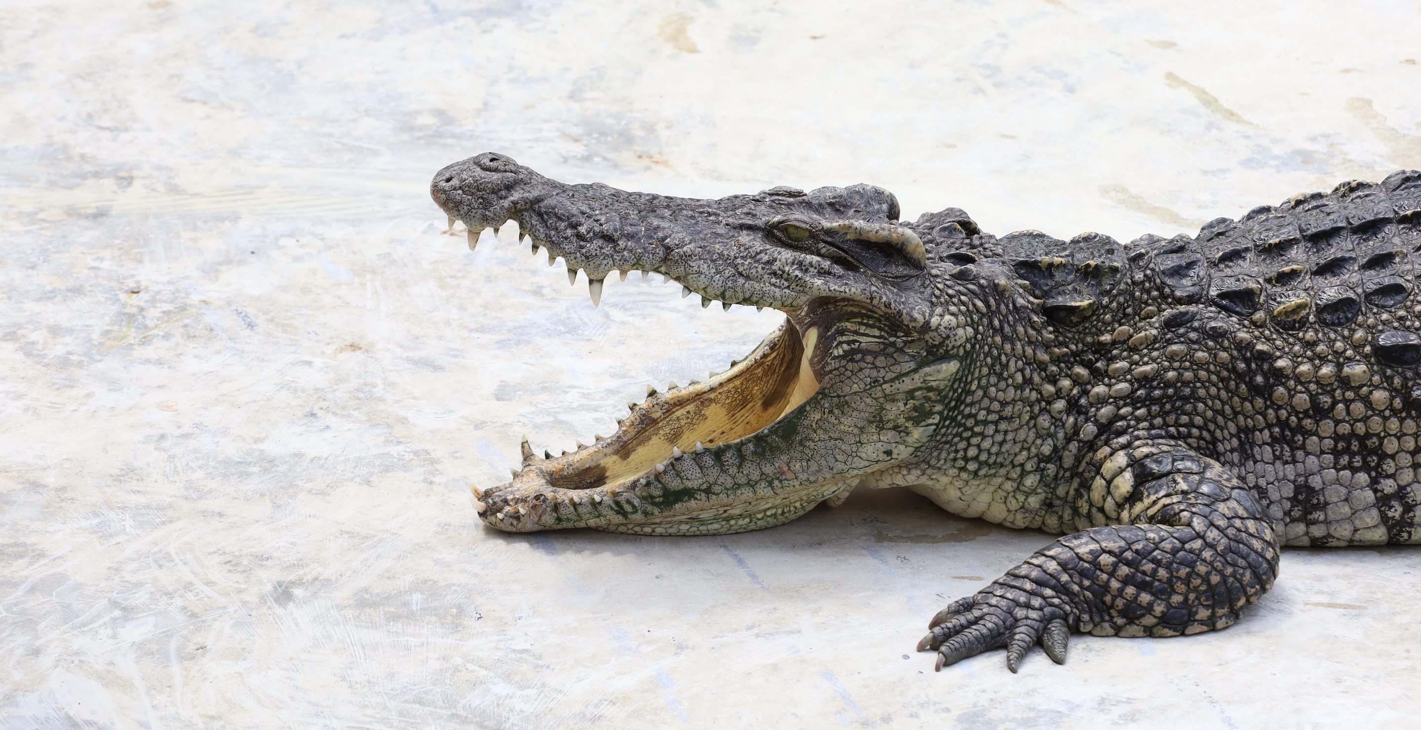 Dang, Florida Man! Wrestling Gator With A Trash Can Is Just A Normal Sunday