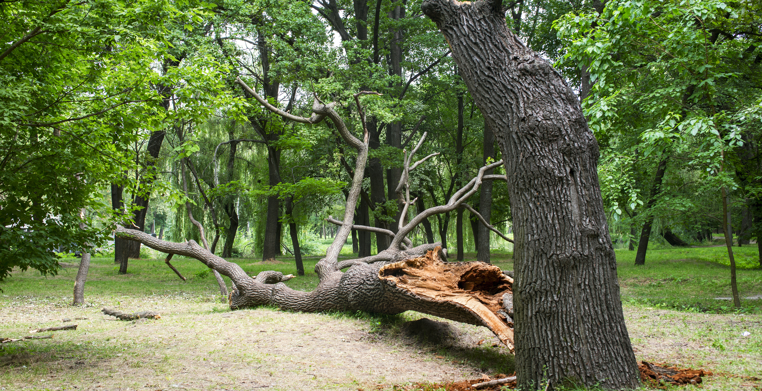 Father And Son Tragically Die After Sheltering Under Tree During Storm