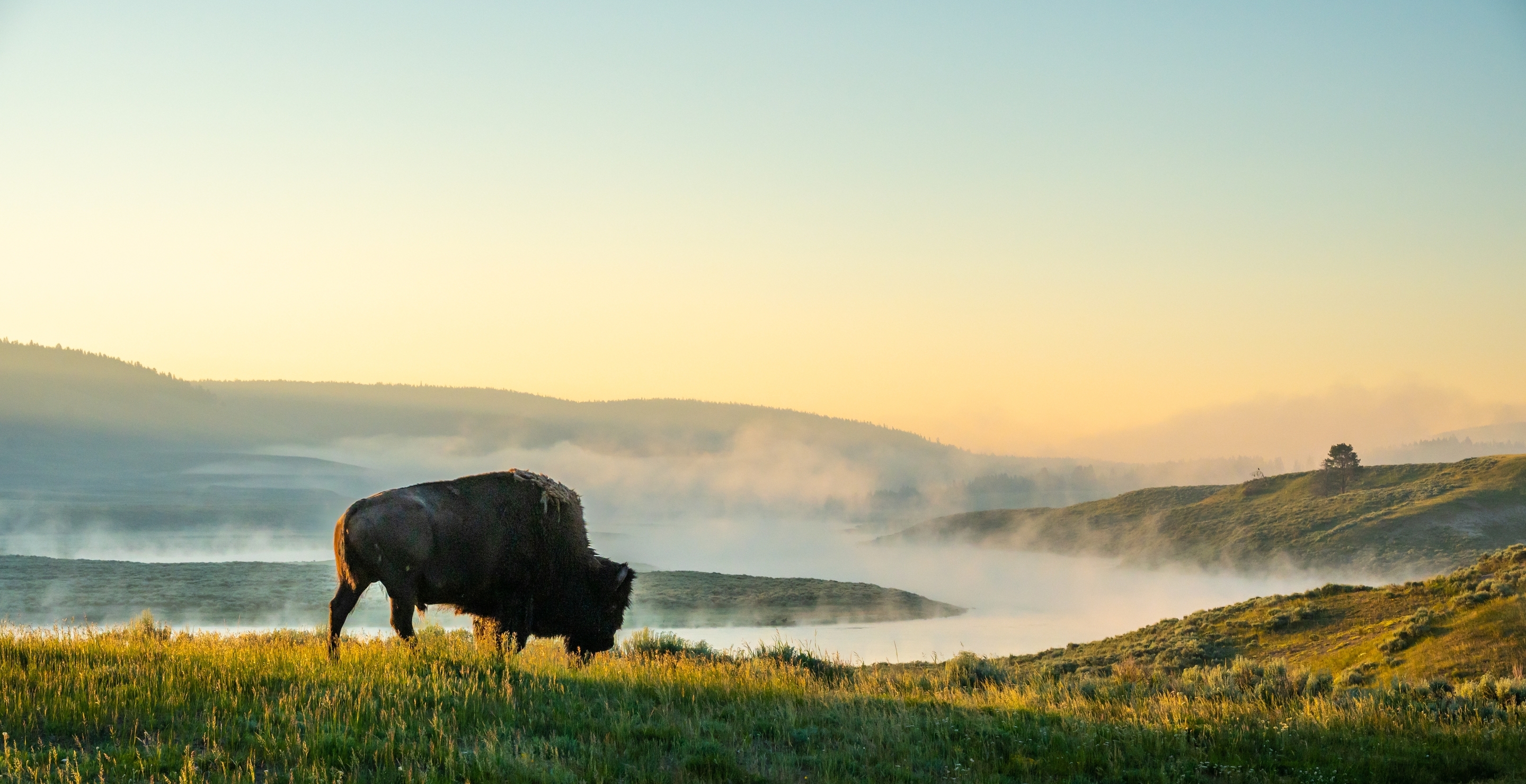 Want To Live In Yellowstone This Land Is Going For A Steal