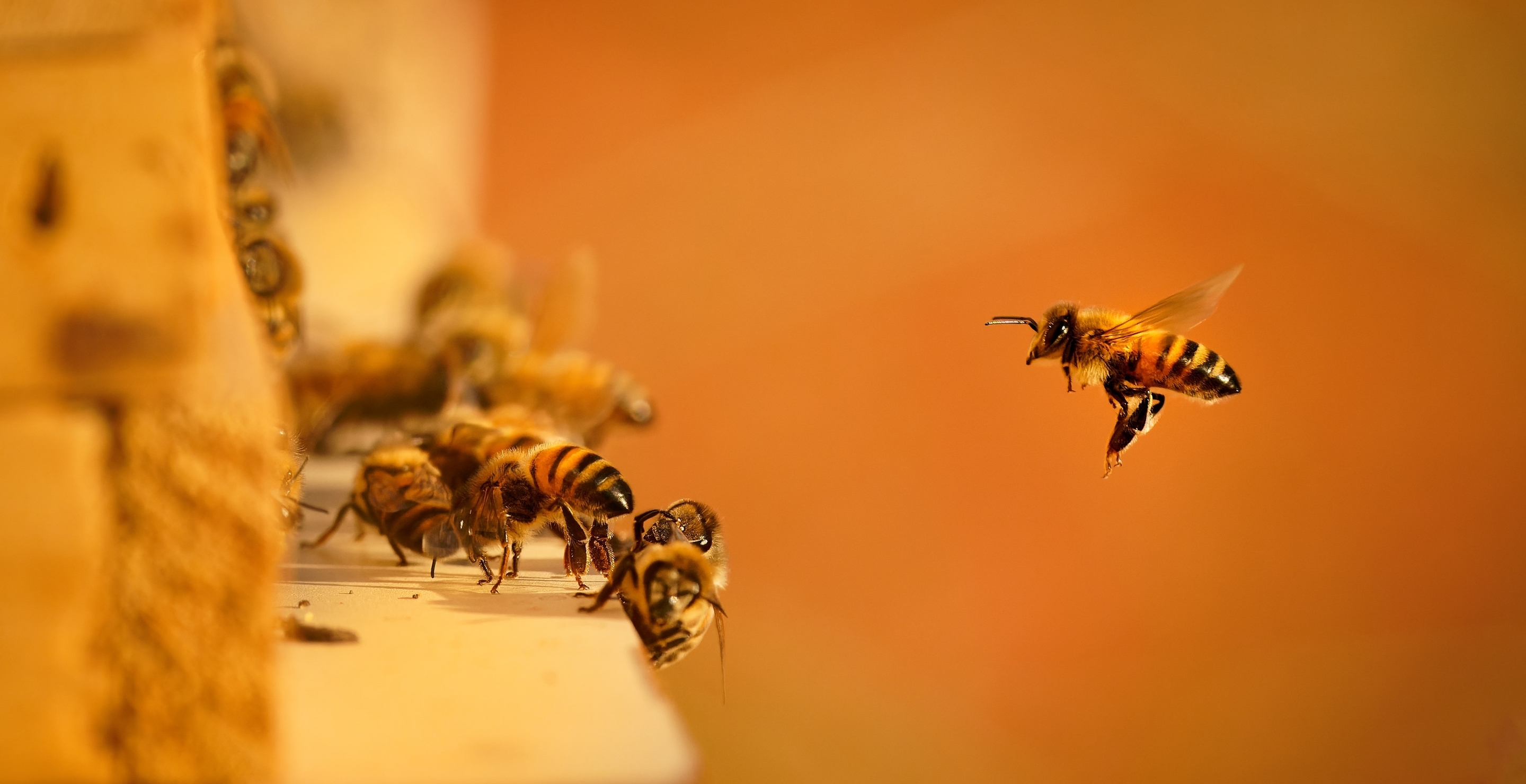 Who Invited 3,000 Bees To The Bar Pub Patrons Swarmed