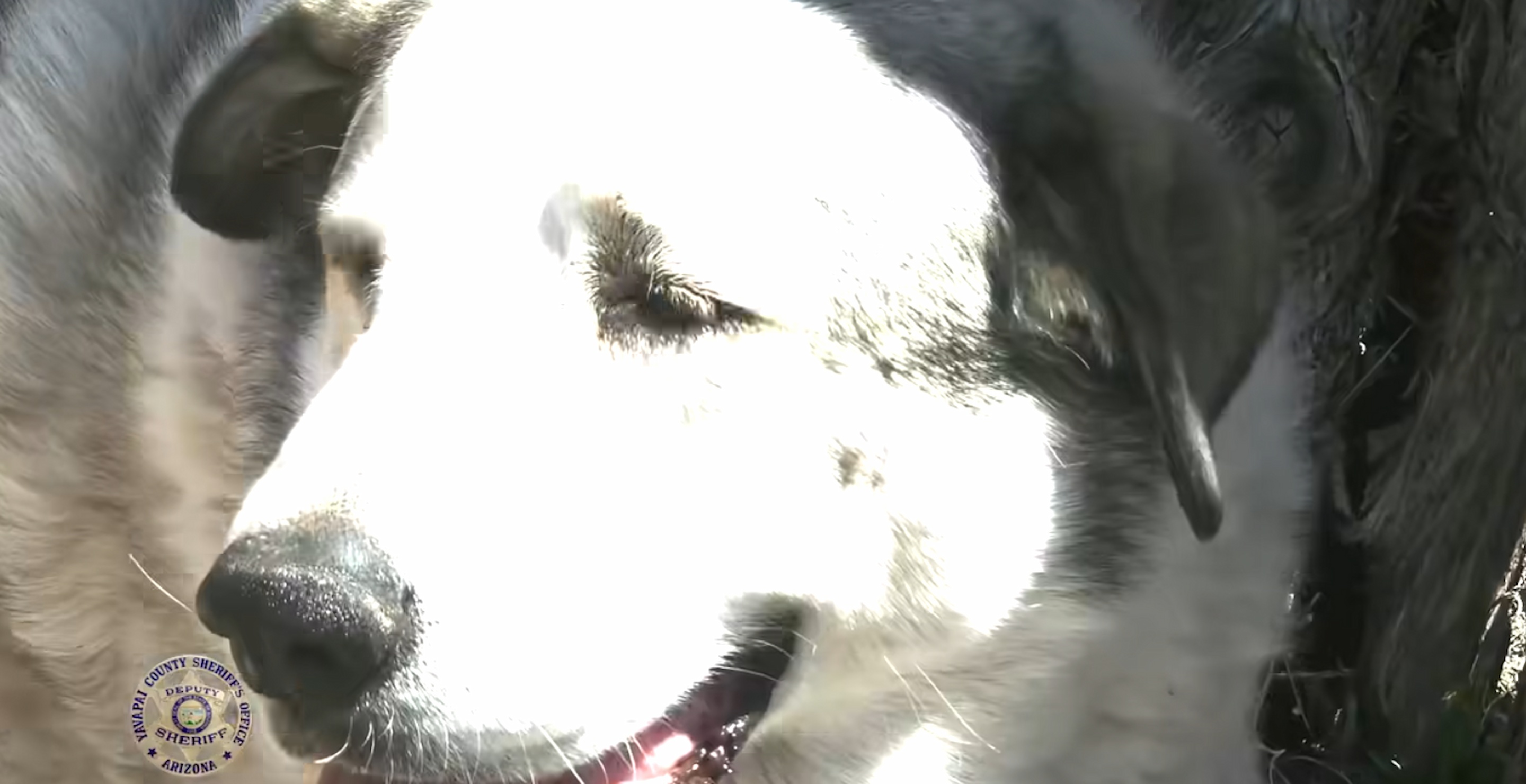 Ranch Dog Saves Toddler Who Got Lost In Arizona Wilderness Overnight