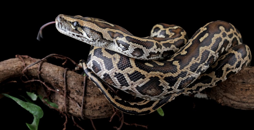 Snake Eats Grandma On Walk Home From Work
