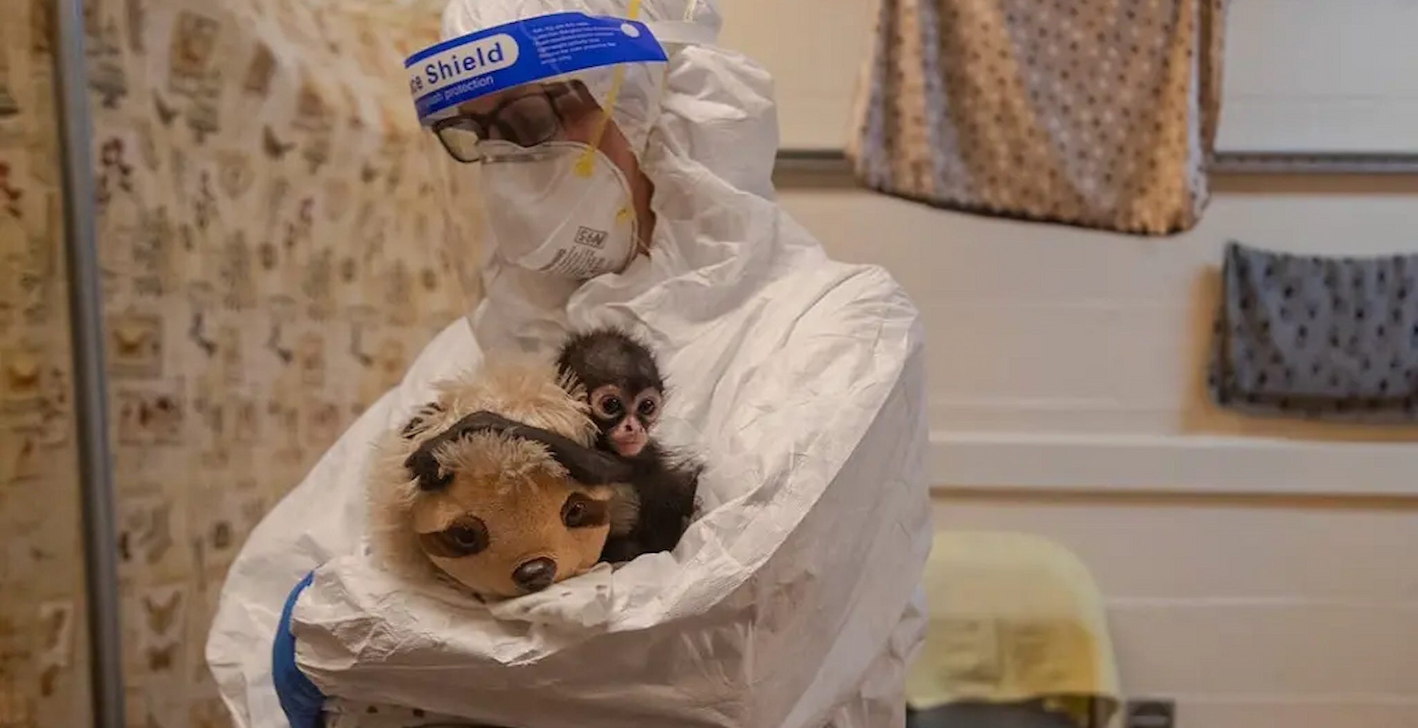 Texas Man Caught Trying To Sell Rare Baby Spider Monkeys On Facebook