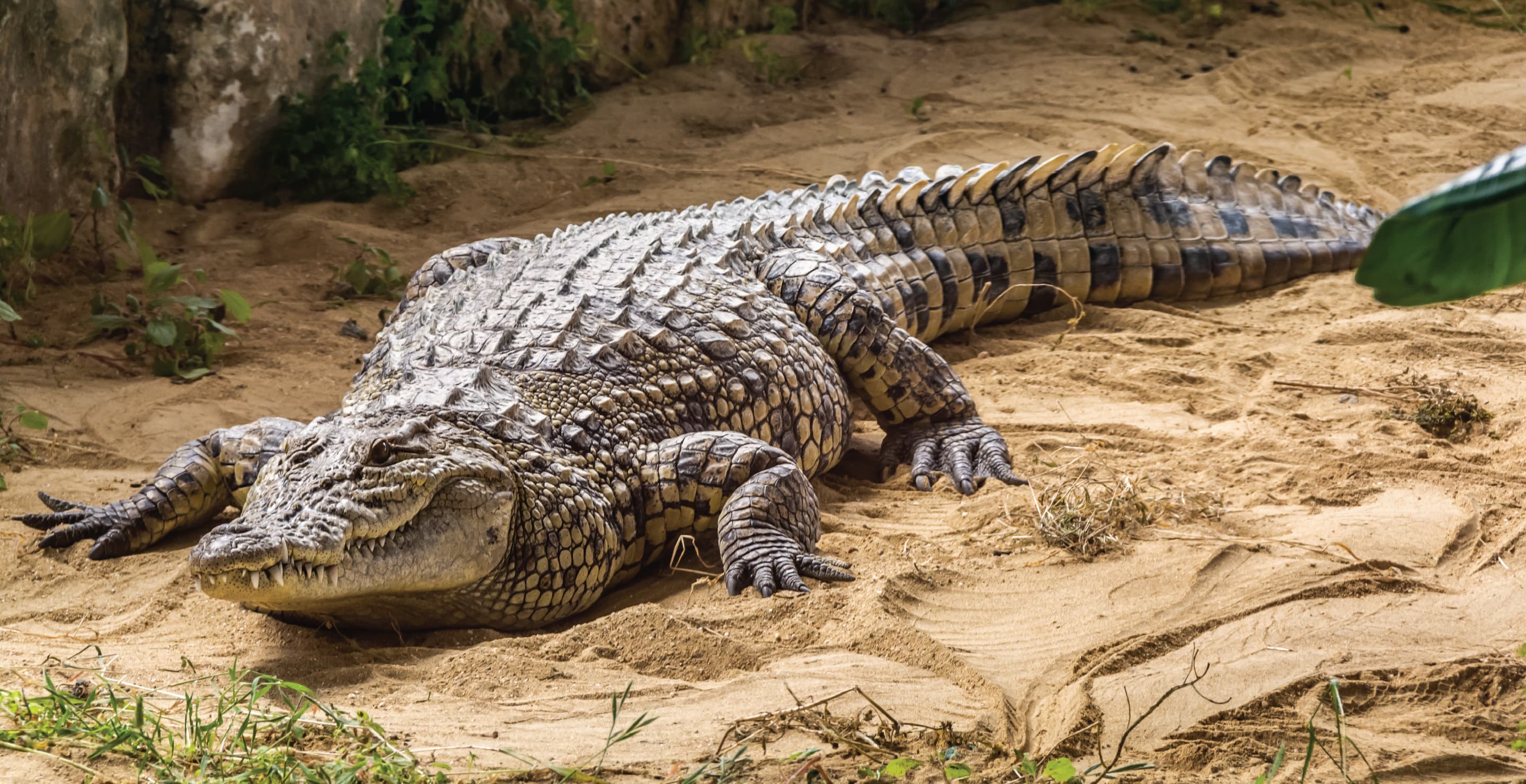 Crocodile