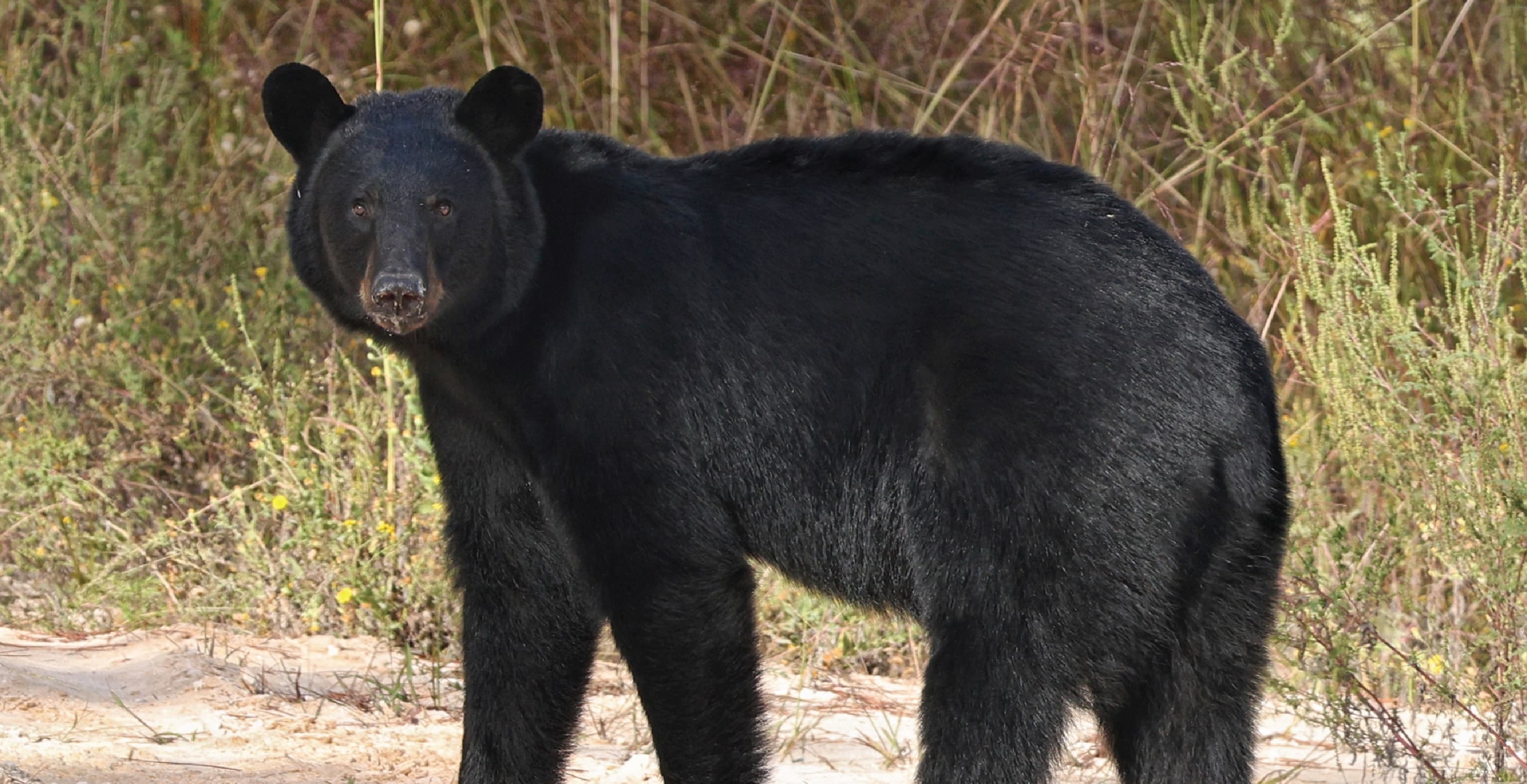 Florida Black Bear