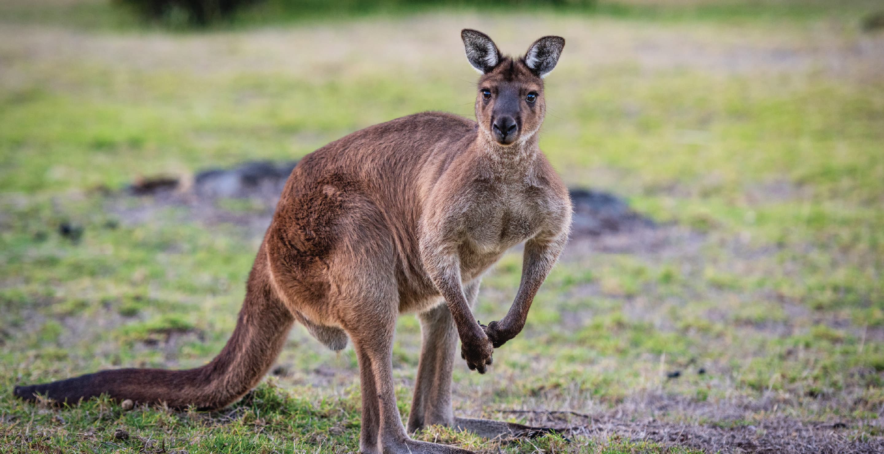 Kangaroo