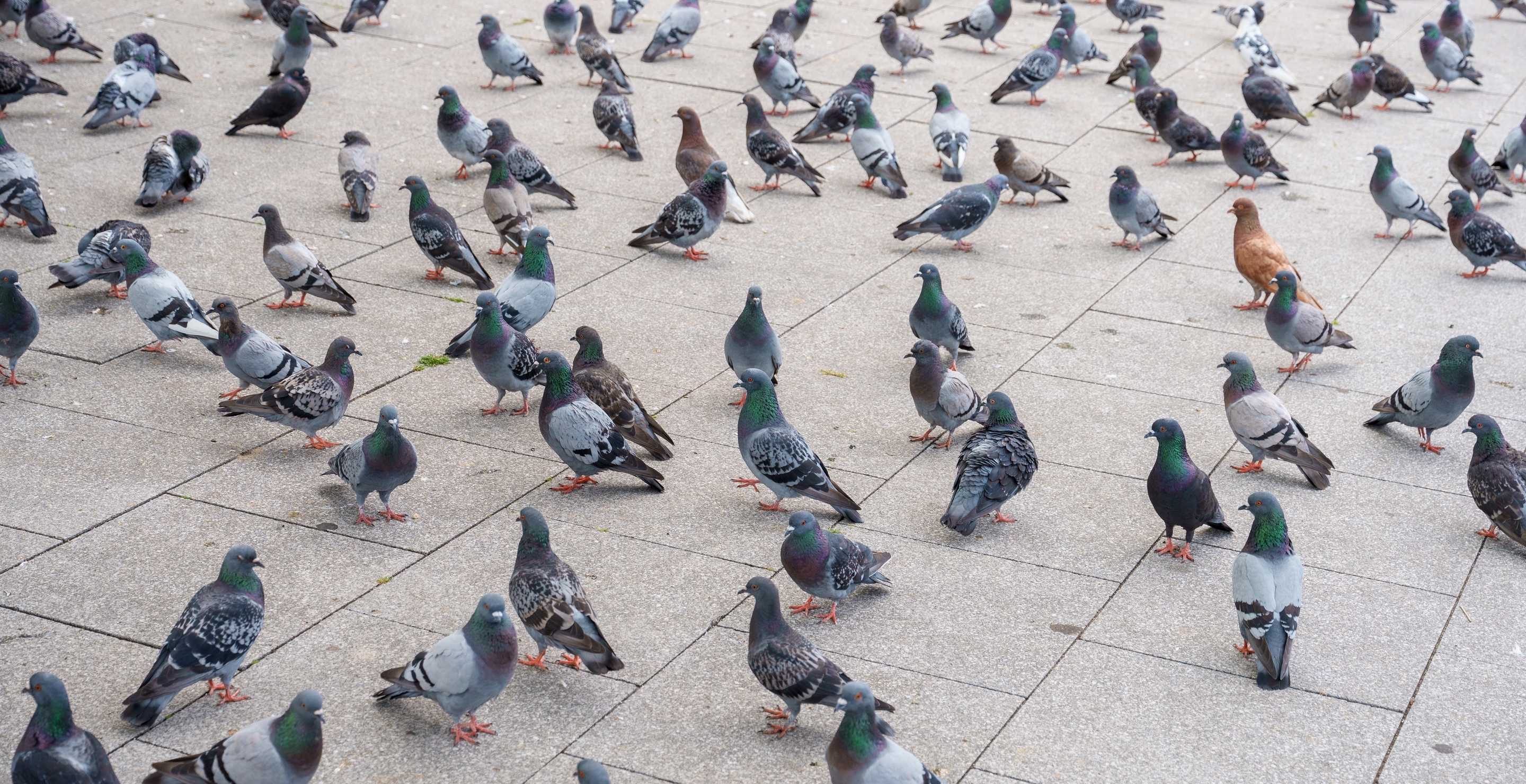 Loose Pigeons Cause Absolute Chaos On Plane Mid-Flight