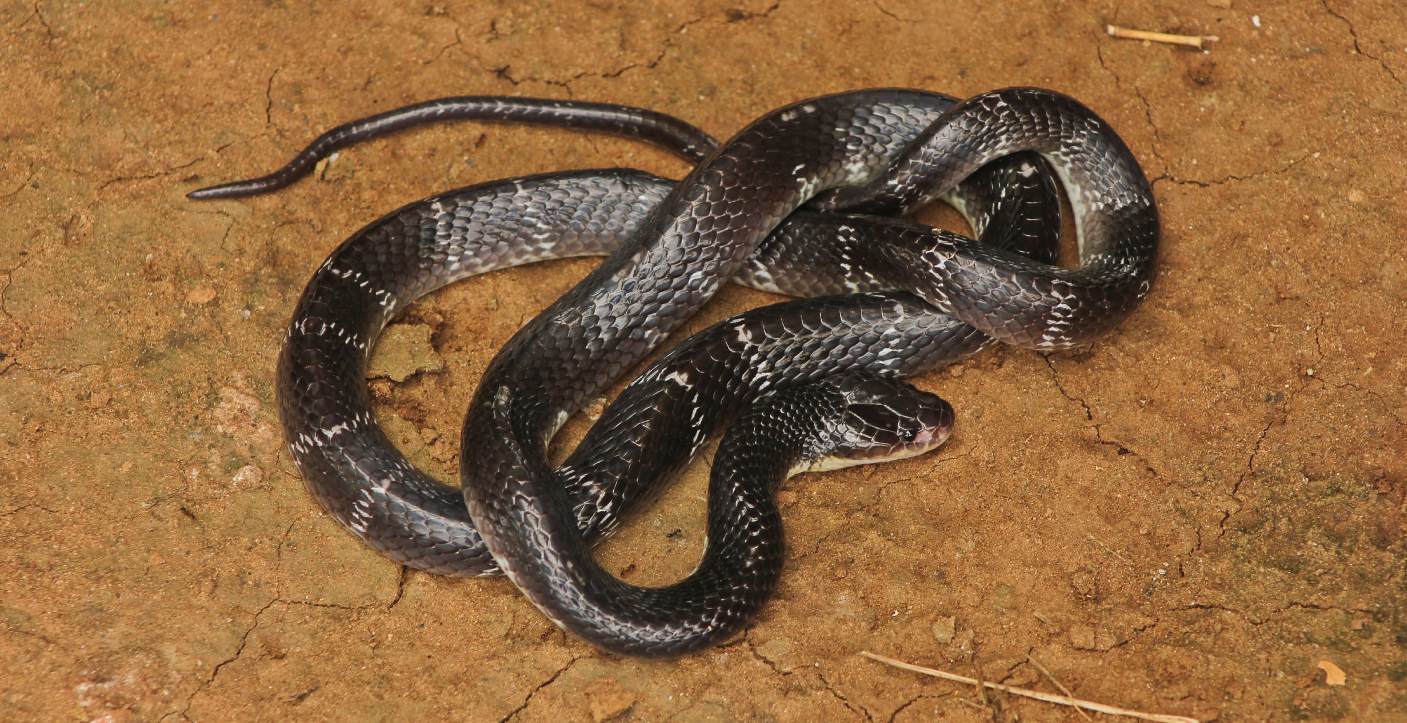 Snake (Common Krait)