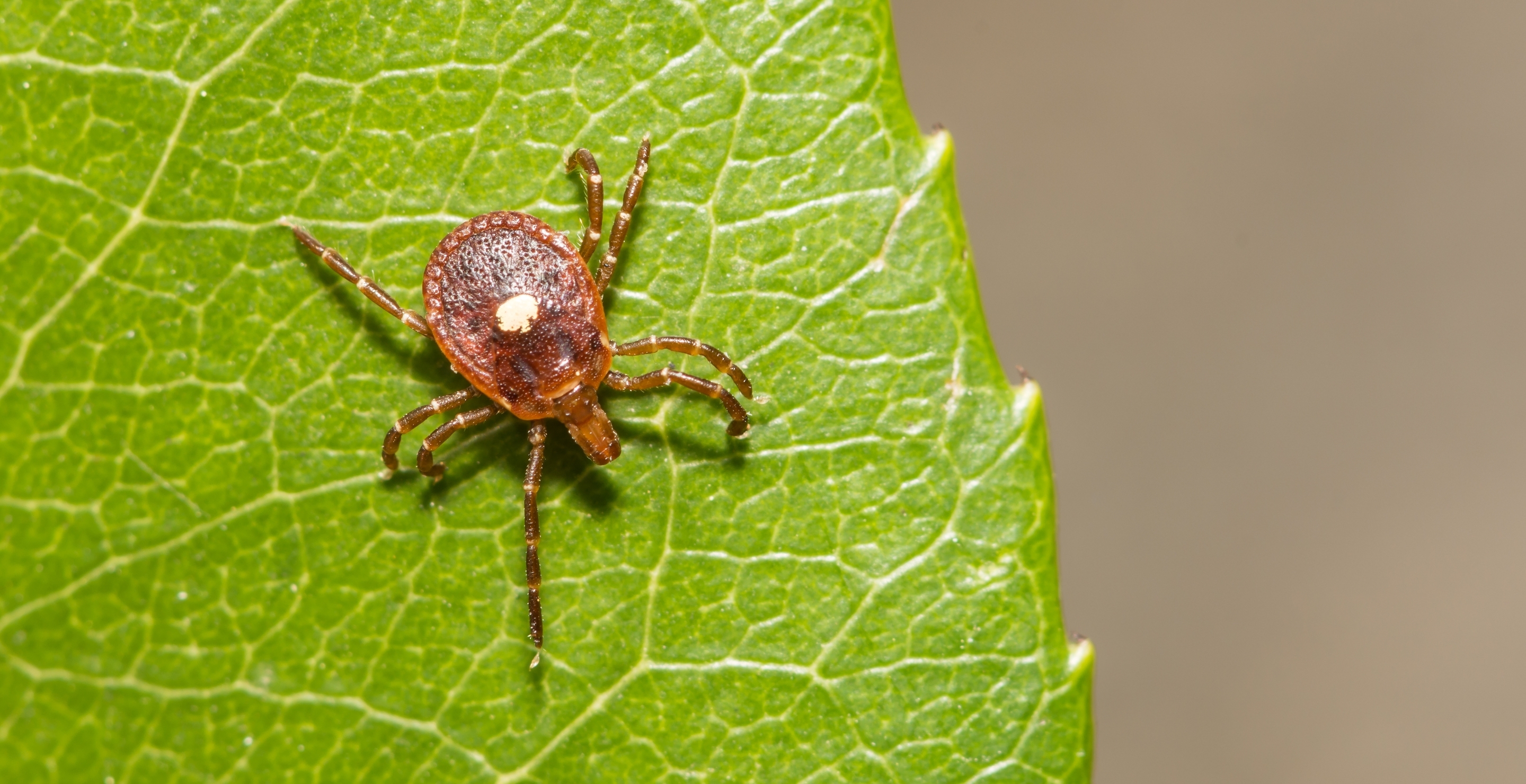 Tick That Can Cause Allergy To Red Meat Found Across Southeast — Meateater's Worst Nightmare