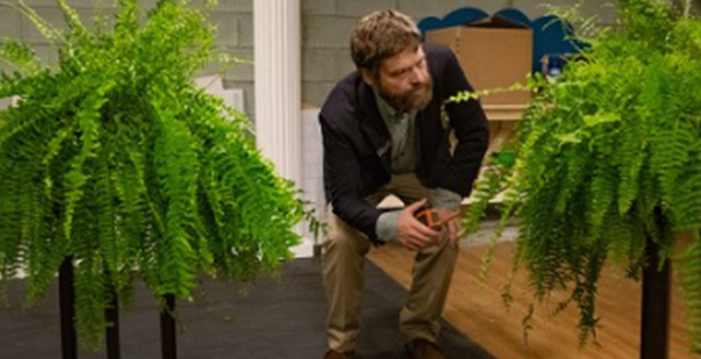 Zach Galifianakis, Hangover, star
