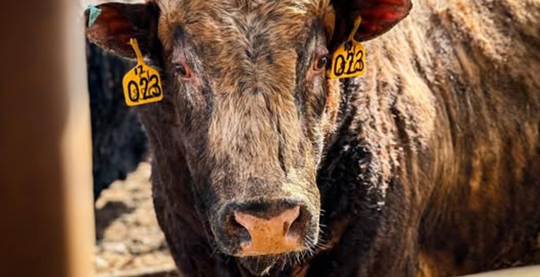 Bull, Rodeo