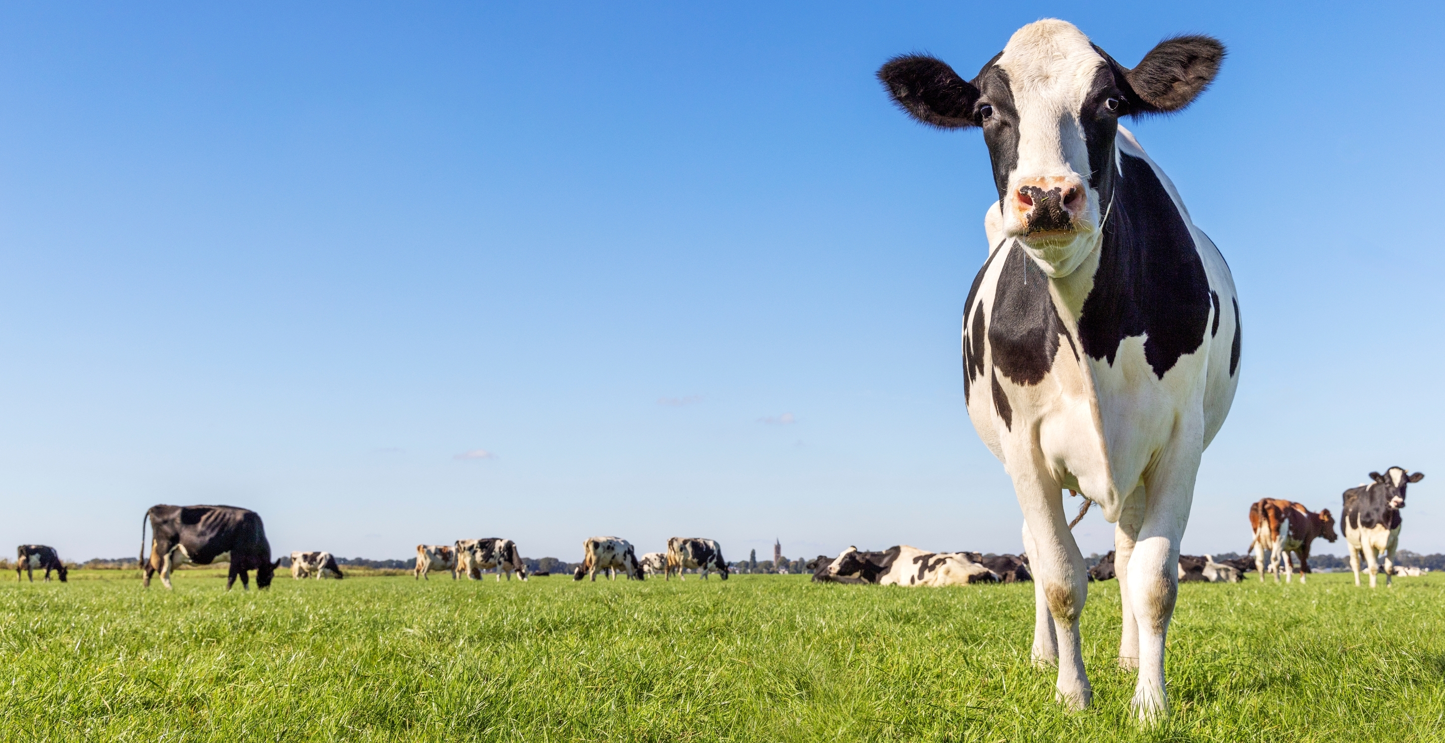 Wild Moment Cow Escapes Livestock Auction By Destroying Roof