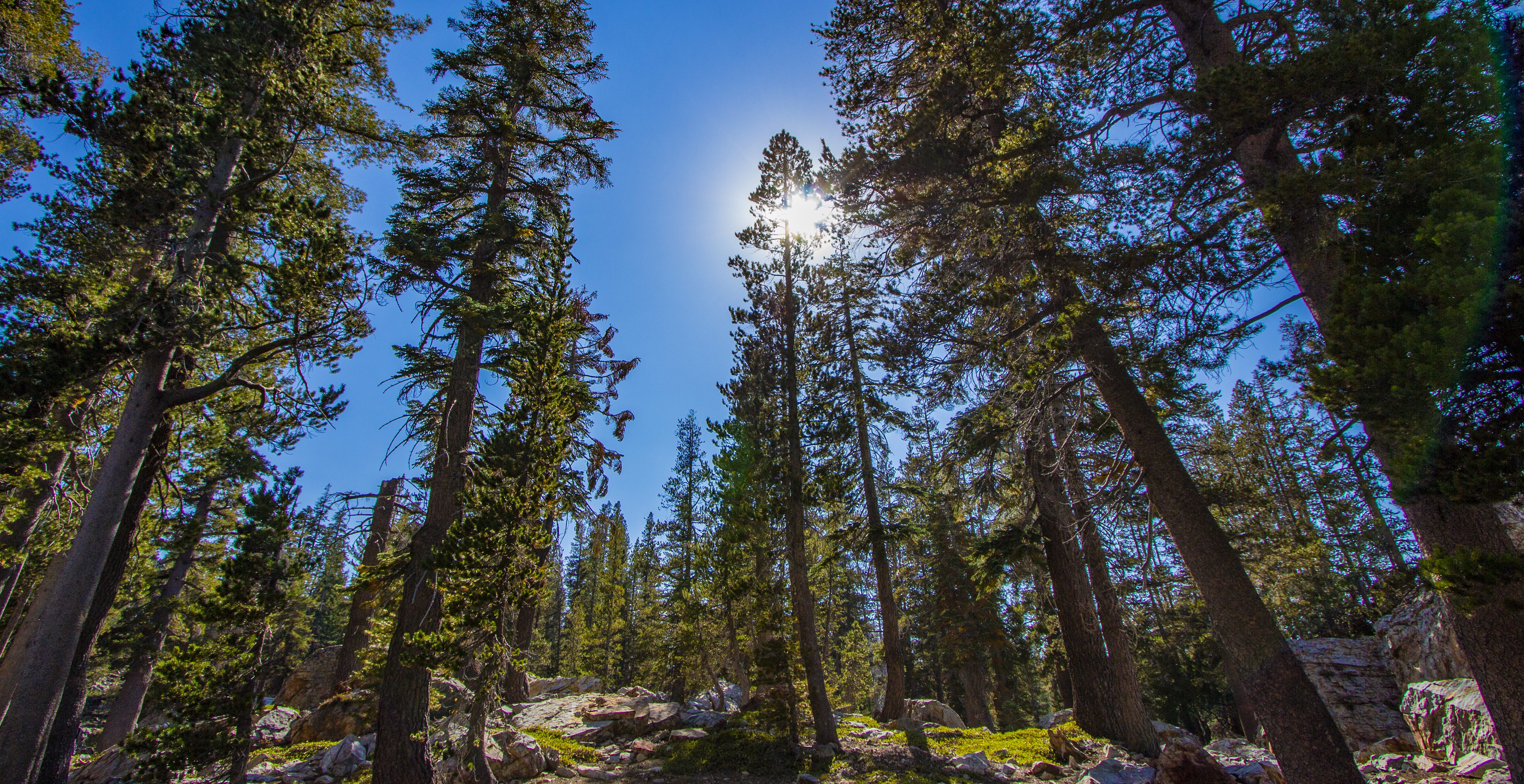 California's Sierra National Forest.