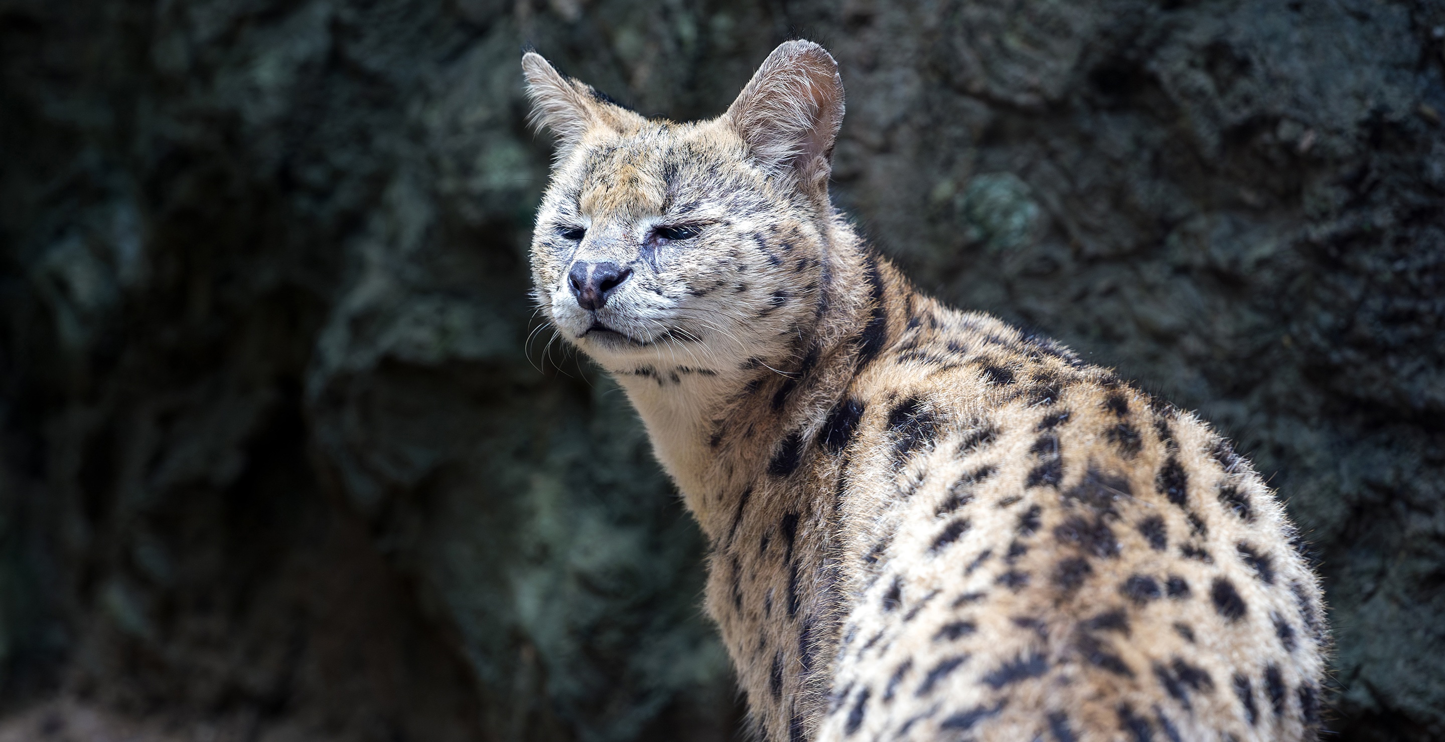 A serval seen in the animal exhibit area of the Jaguar Trail
