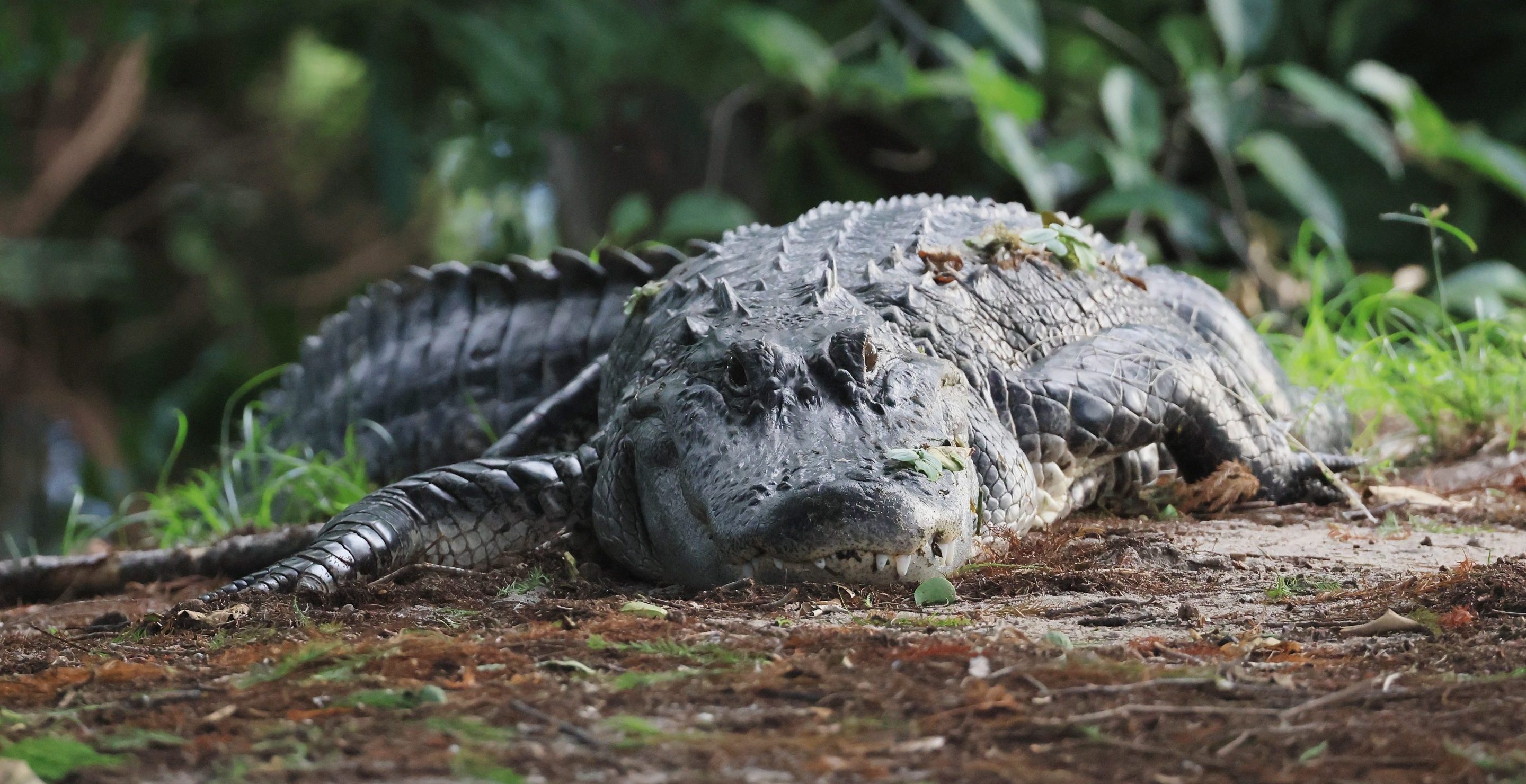 alligator