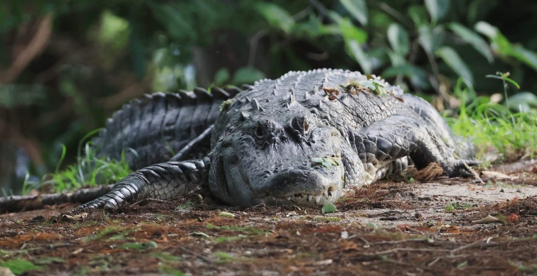 alligator