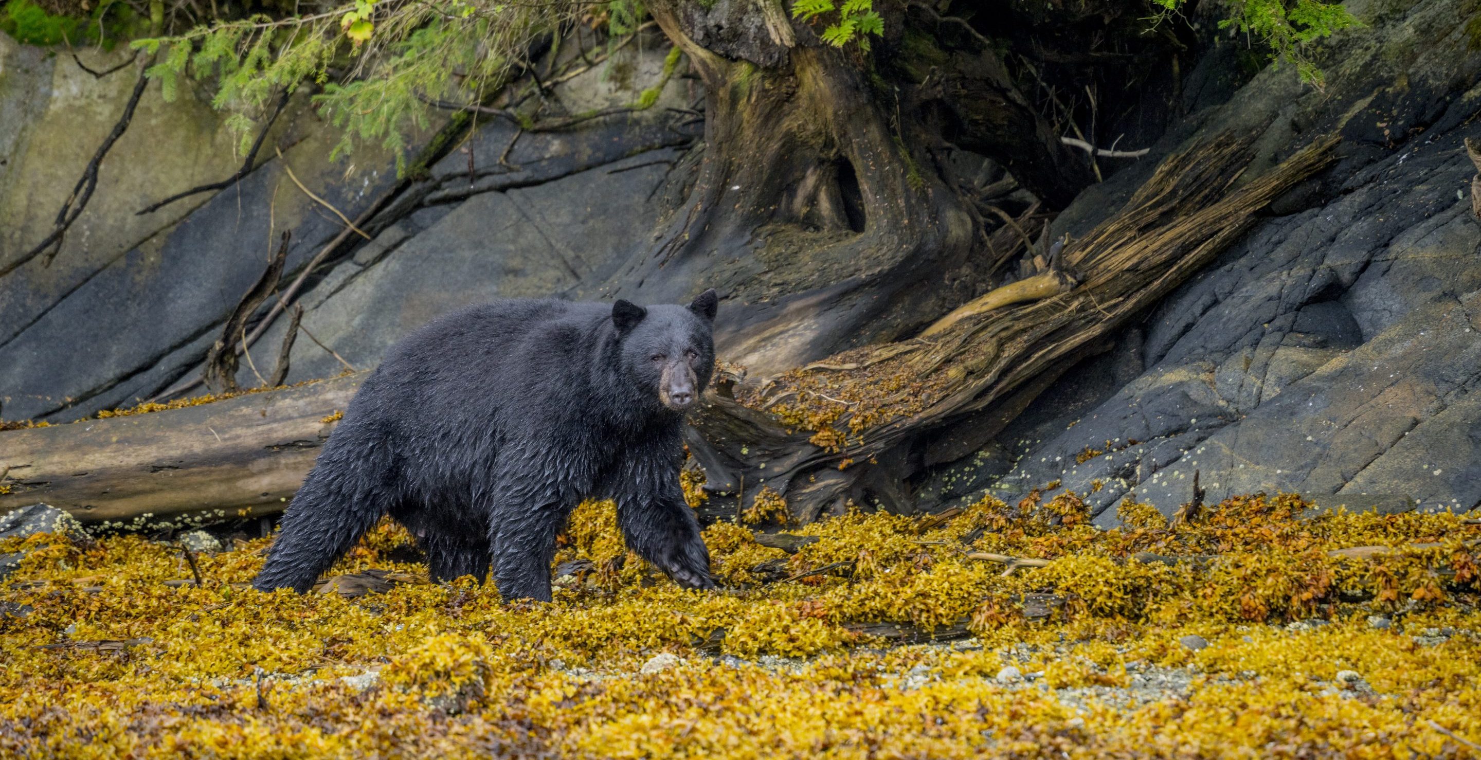 black bear