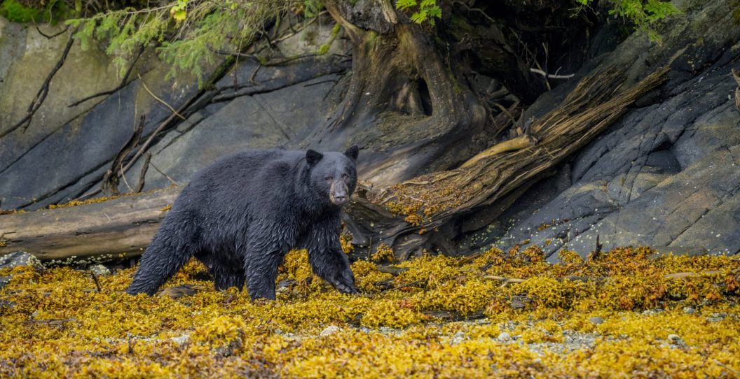 black bear