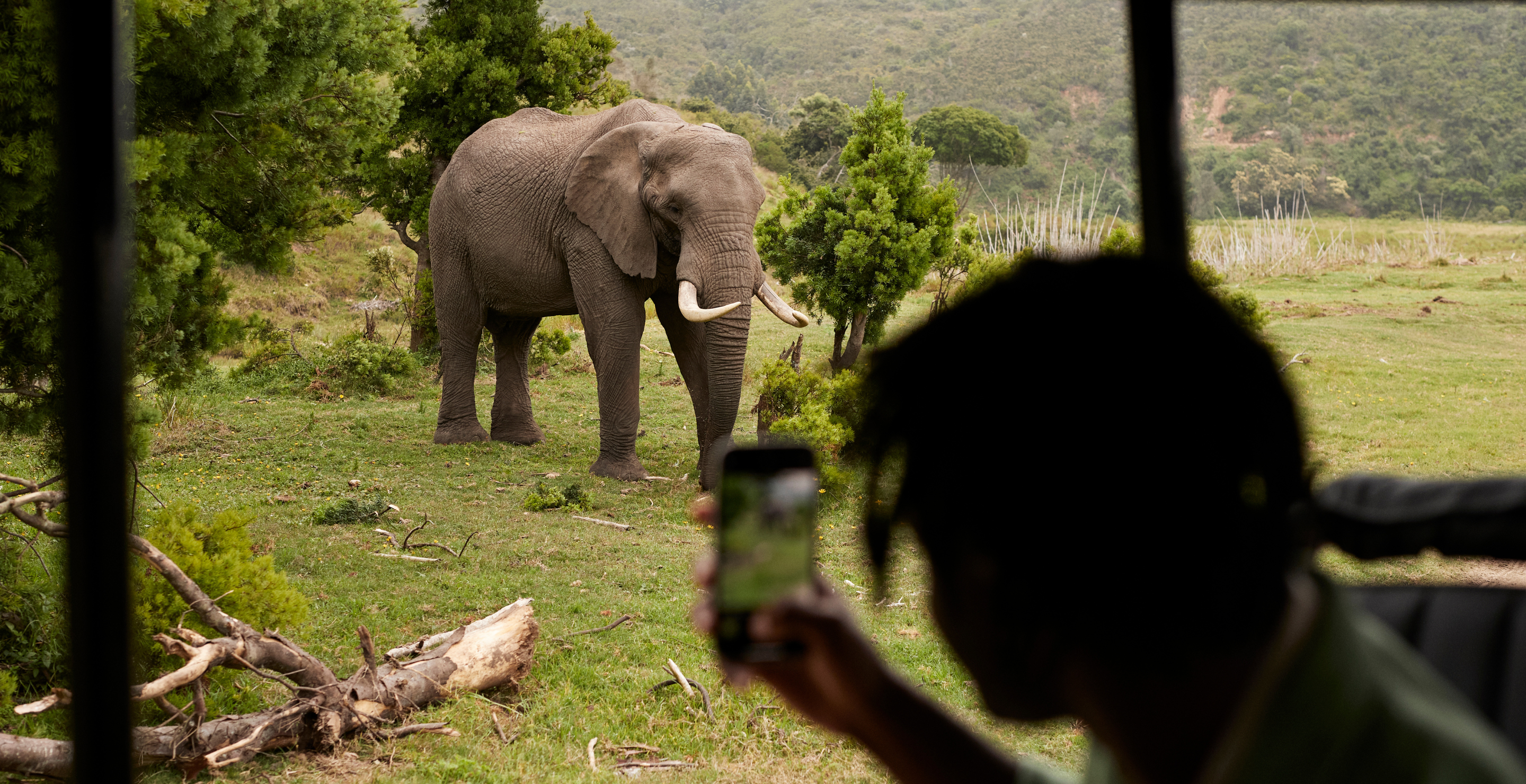 Elephant Safari