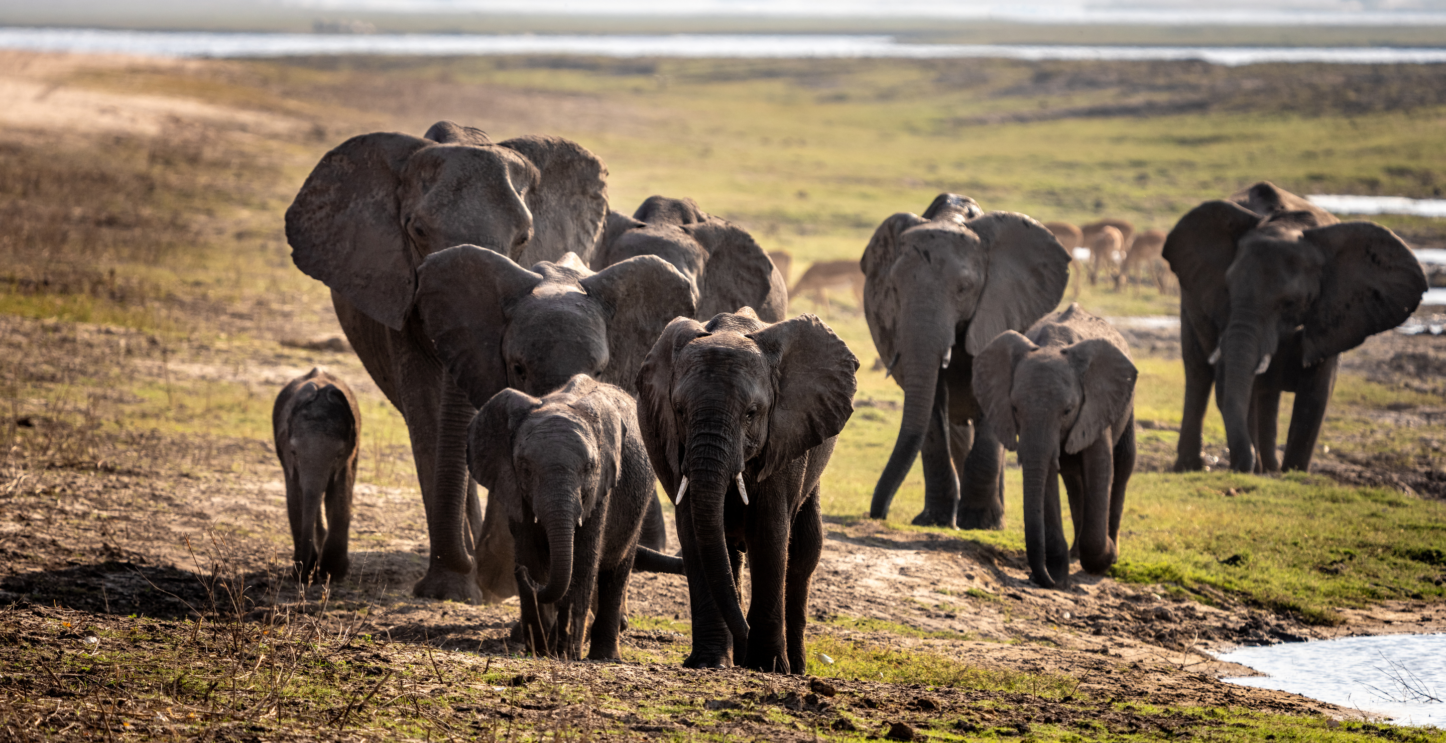 African Elephant herd