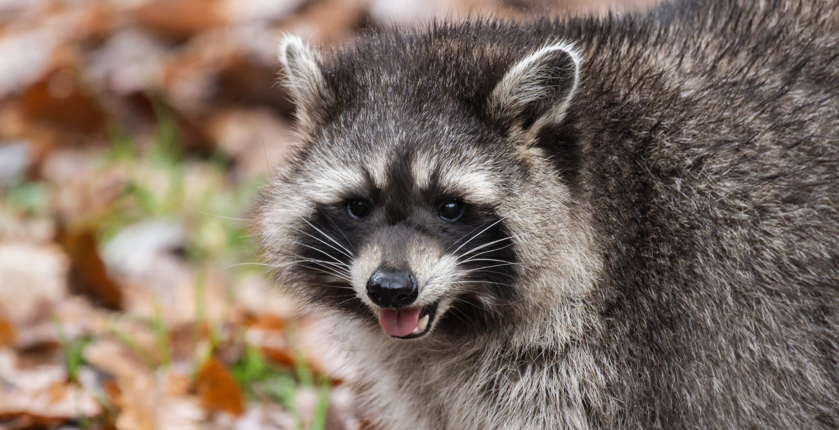 rabies