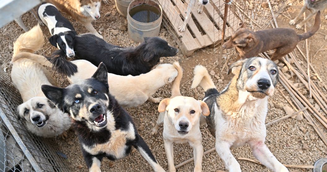 Dogs