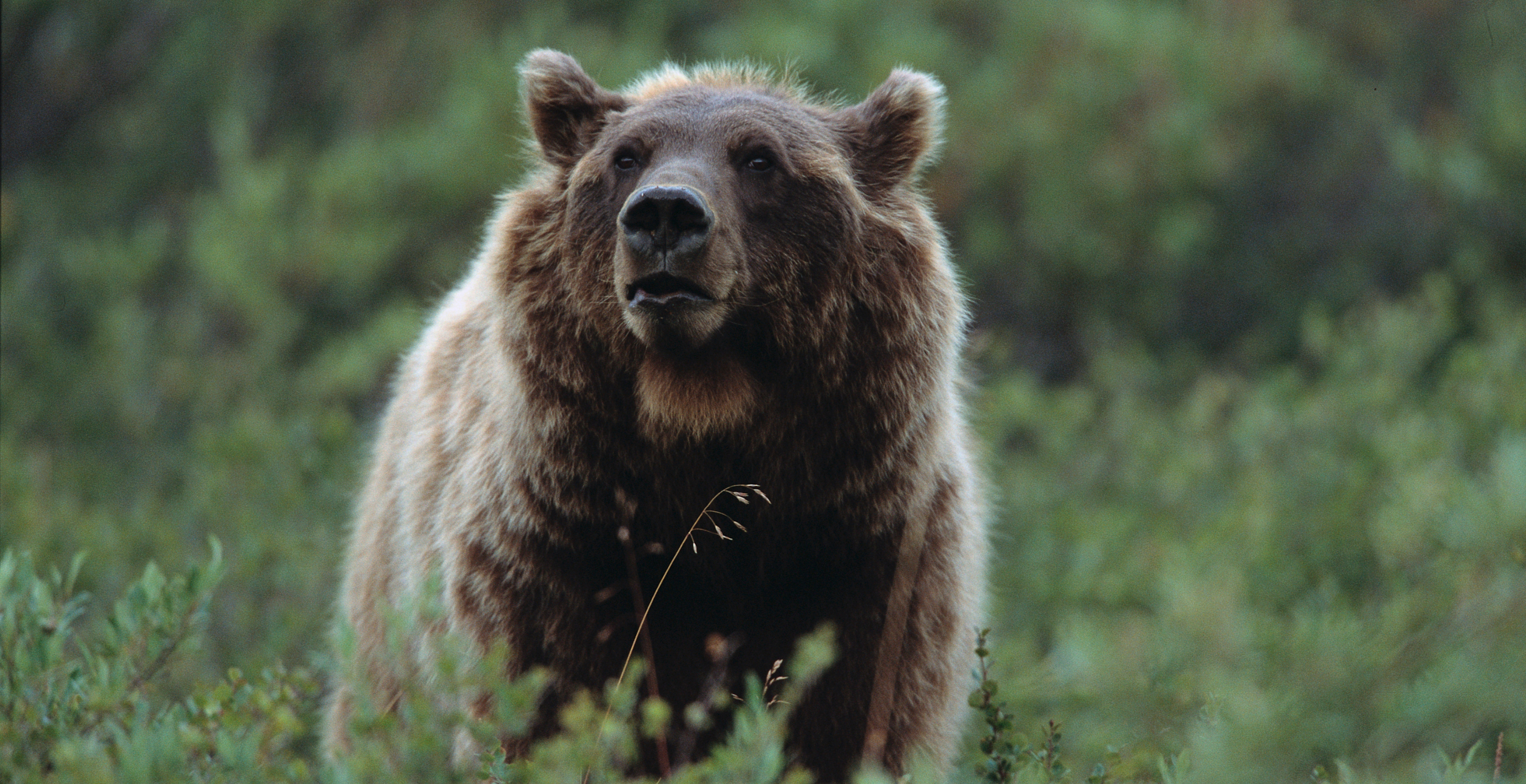 Grizzly Bear