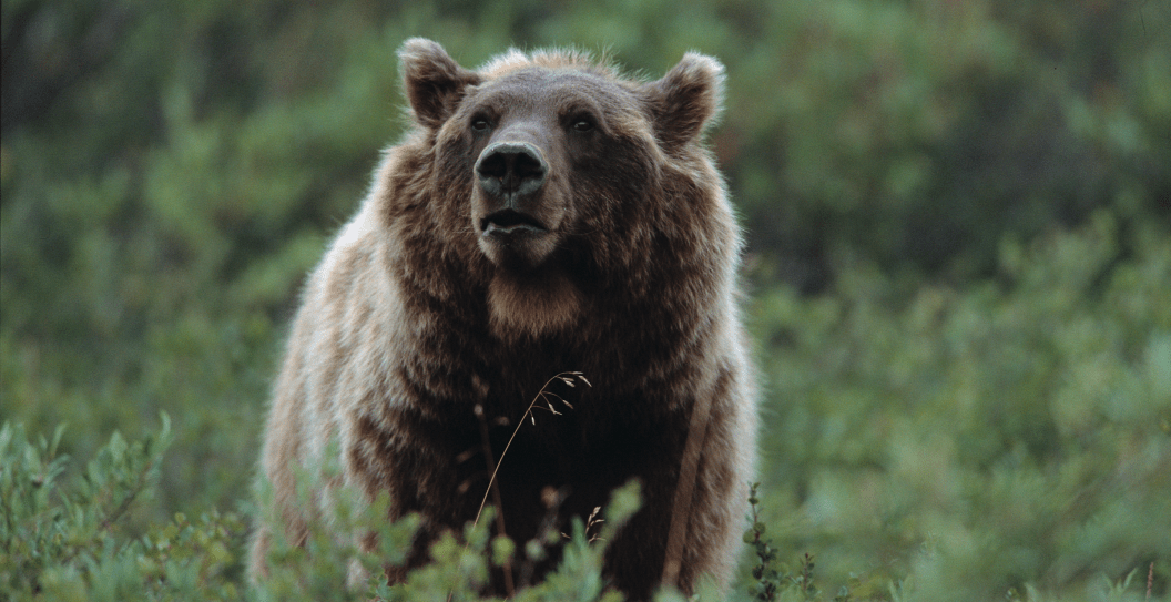 Grizzly Bear
