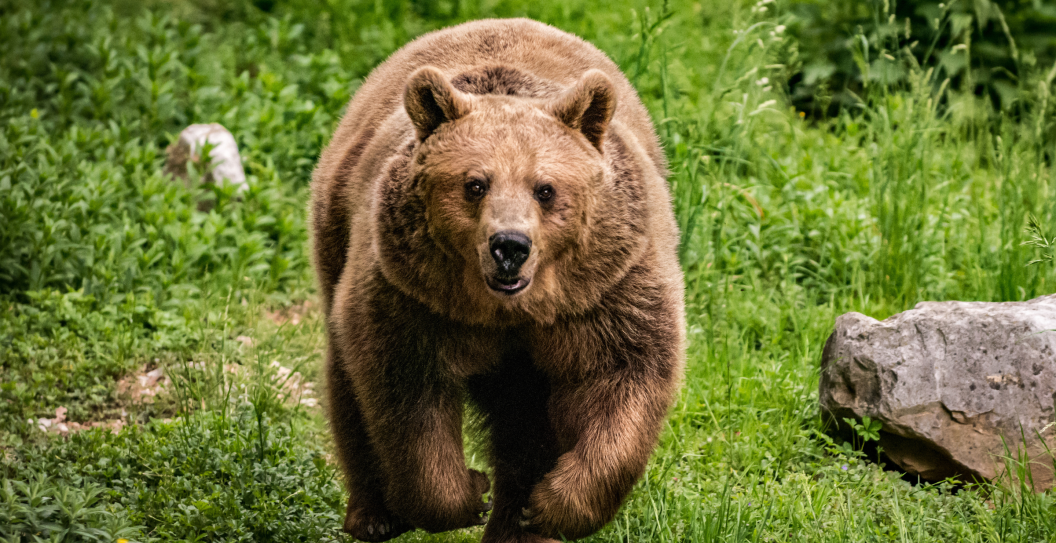 Grizzly Bear